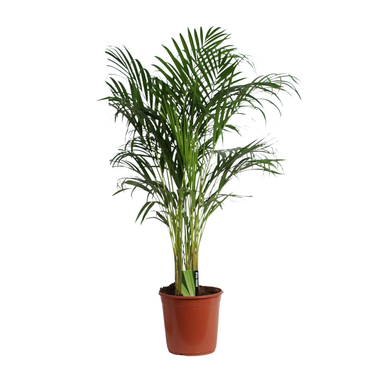 Arecapalme  Dypsis Lutescens  A2 - Ø24cm - ↕120cm