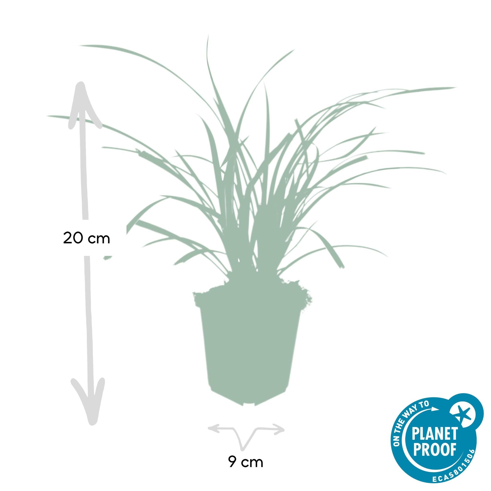 Ziergras - Carex morrowii 'Ice Dance' - ↕10-25cm - Ø9cm - 40 Stück