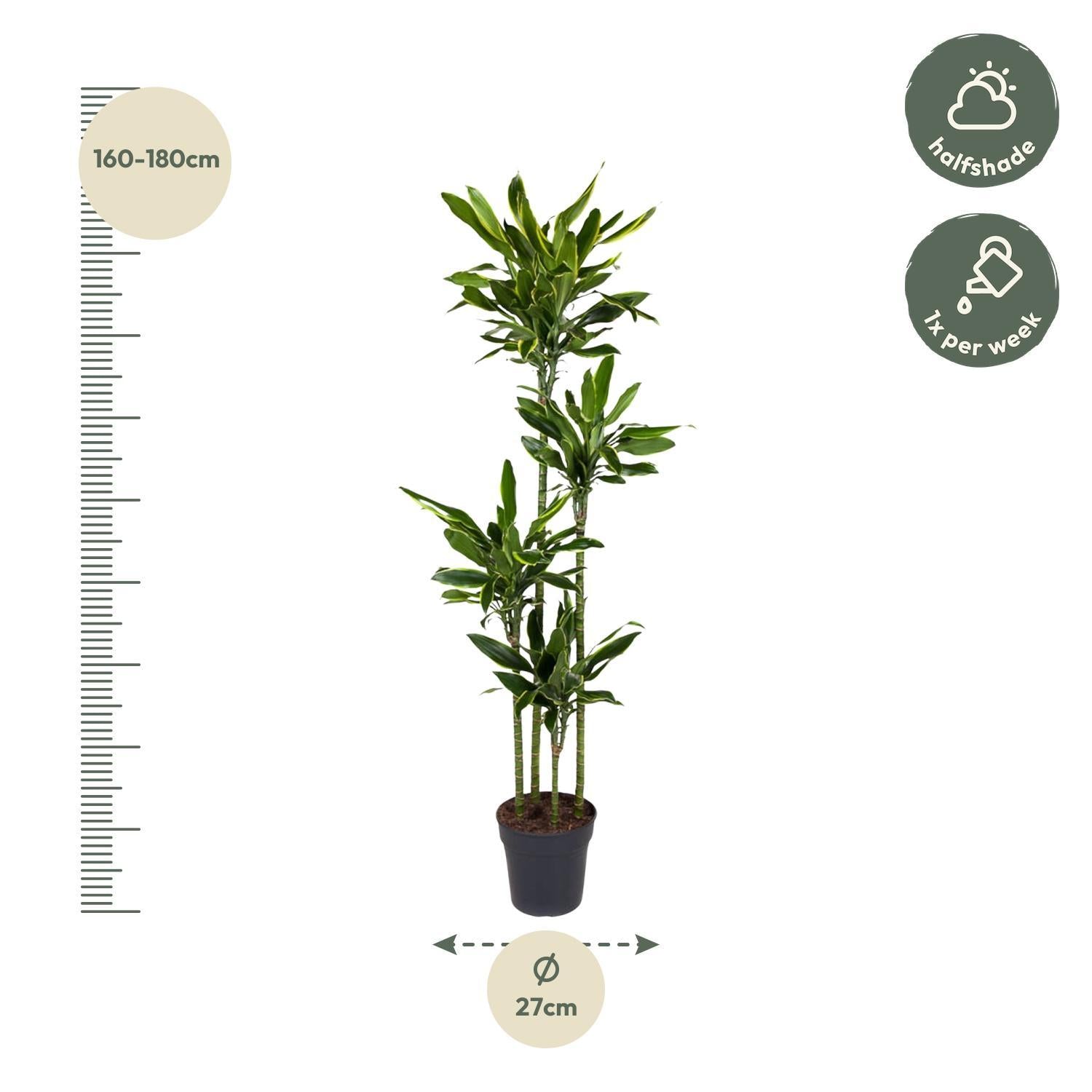 Drachenbaum Golden Coast - Dracaena Golden Coast - 170 cm - ø27