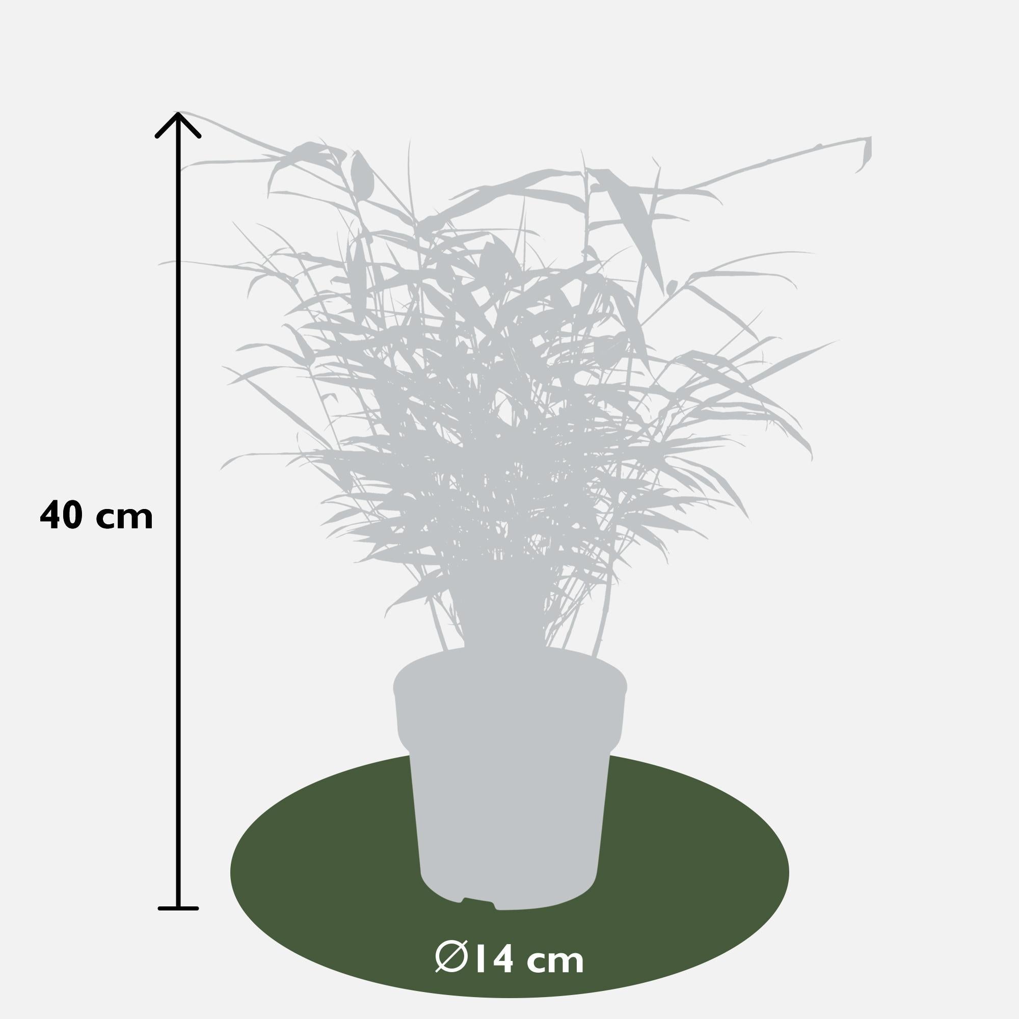 Bambus Fargesia rufa - Ø14 - ↨40cm