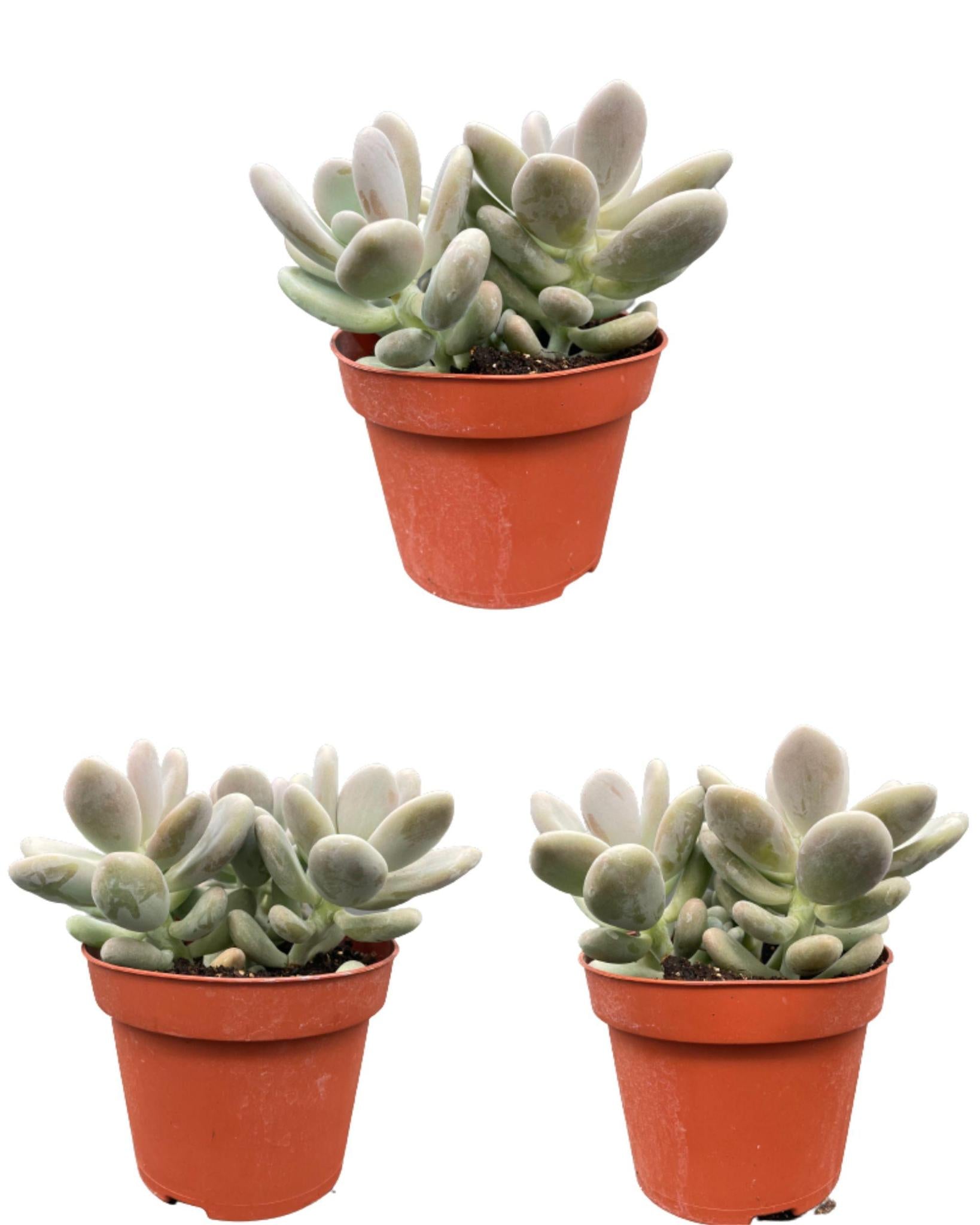 Sukkulenten Set - Pachyphytum Oviferum - 12cmØ- 15-20cm