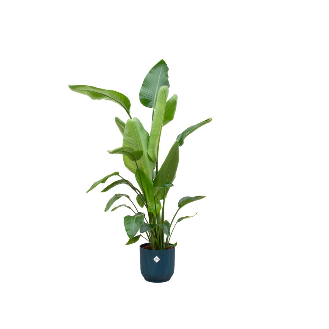 Strelitzia Nicolai inclusief elho Vibes Fold Round Topf blau Ø30 - 160 cm