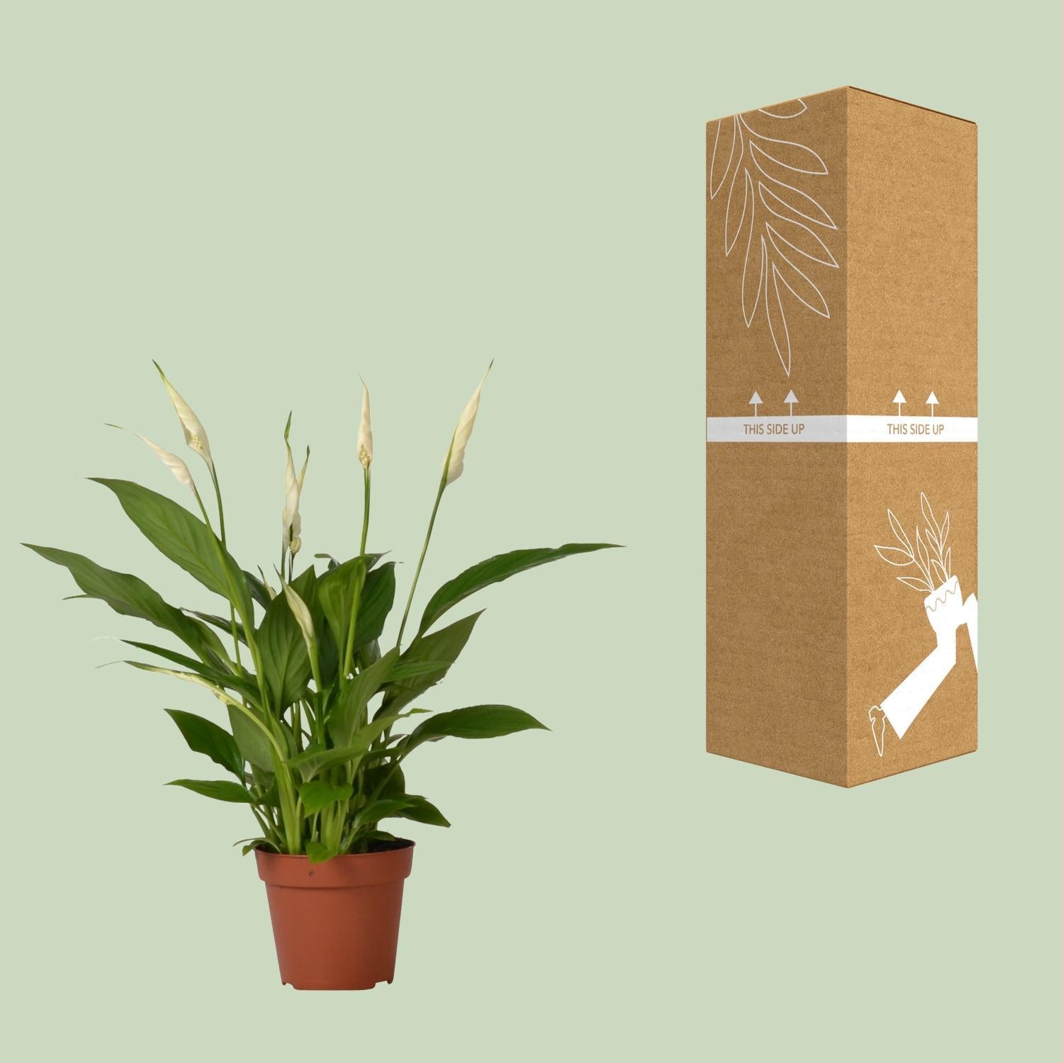 Friedenslilie - Spathiphyllum Bingo Cupido - Ø12cm - ↕45cm