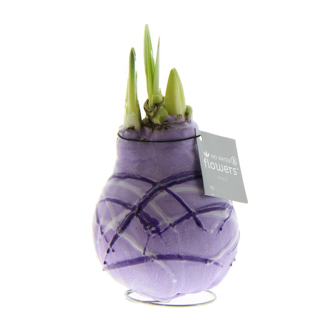 No Water Flowers® (wax amaryllis) | Waxz® Art Monet - Pastel Purple + Red flower