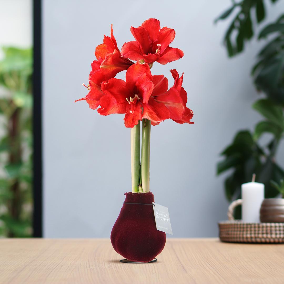 No Water Flowers® (wax amaryllis) | Velvet Touchz® - Bordeaux + Red flower