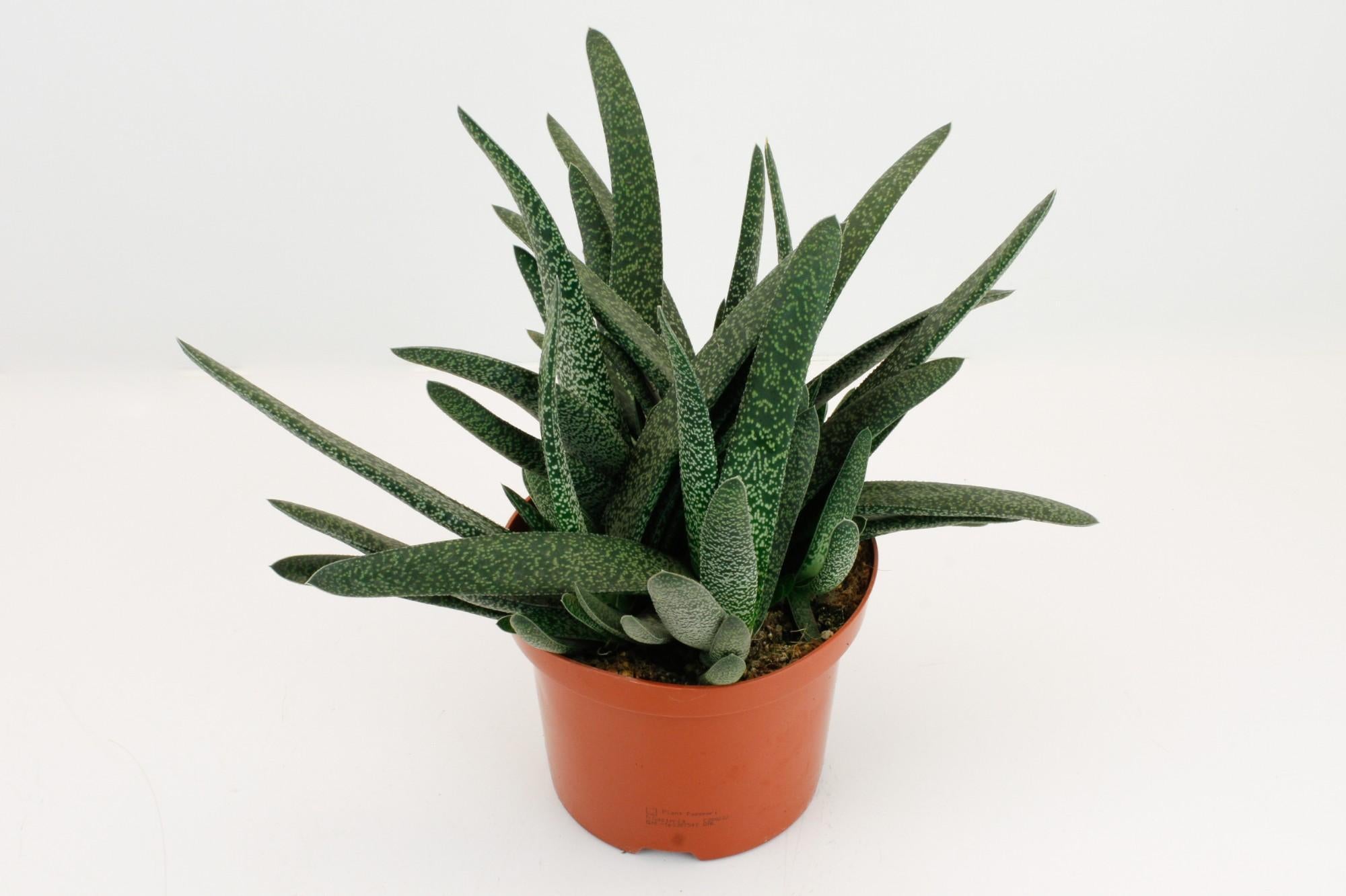 Gasteria Minor - Ø17cm - ↕20cm