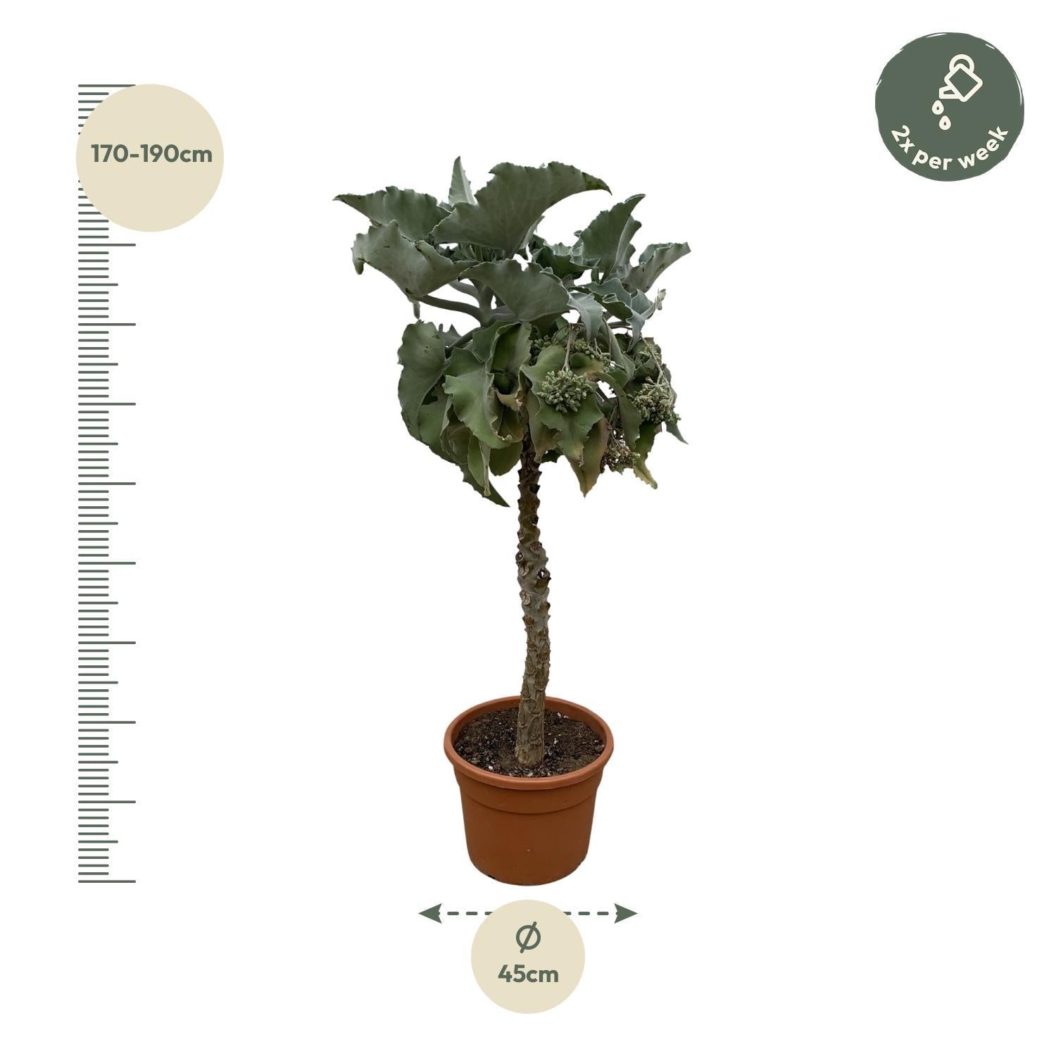 Kalanchoë Beharensis Baum - 180 cm - ø45