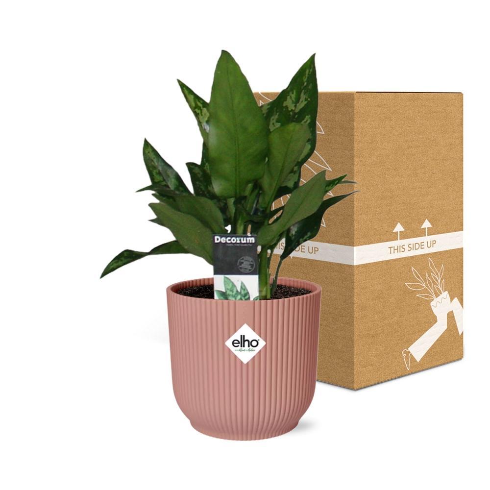 Kolbenfaden - Aglaonema Maria in ELHO Vibes Fold 14cm Topf rosa