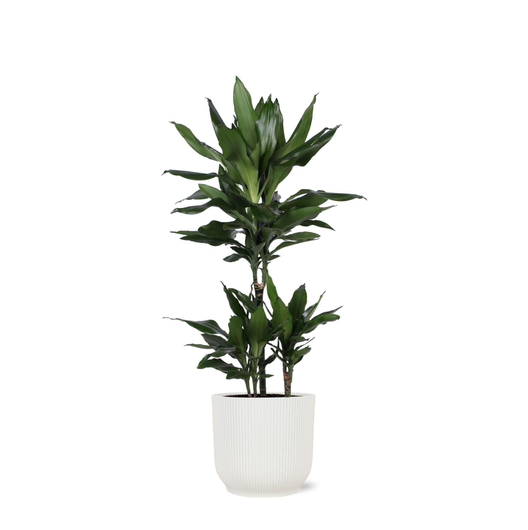 Drachenbaum Janet Lind - Dracaena Janet Lind Ø21cm - ↕90cm im Vibes Topf weiß