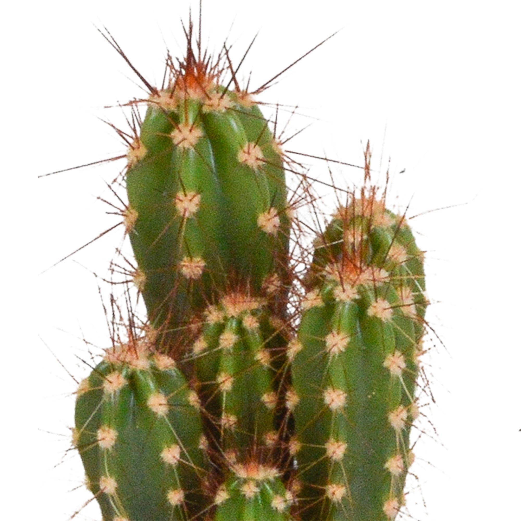 Cactusmix 5,5 cm - 10x - zonder pot