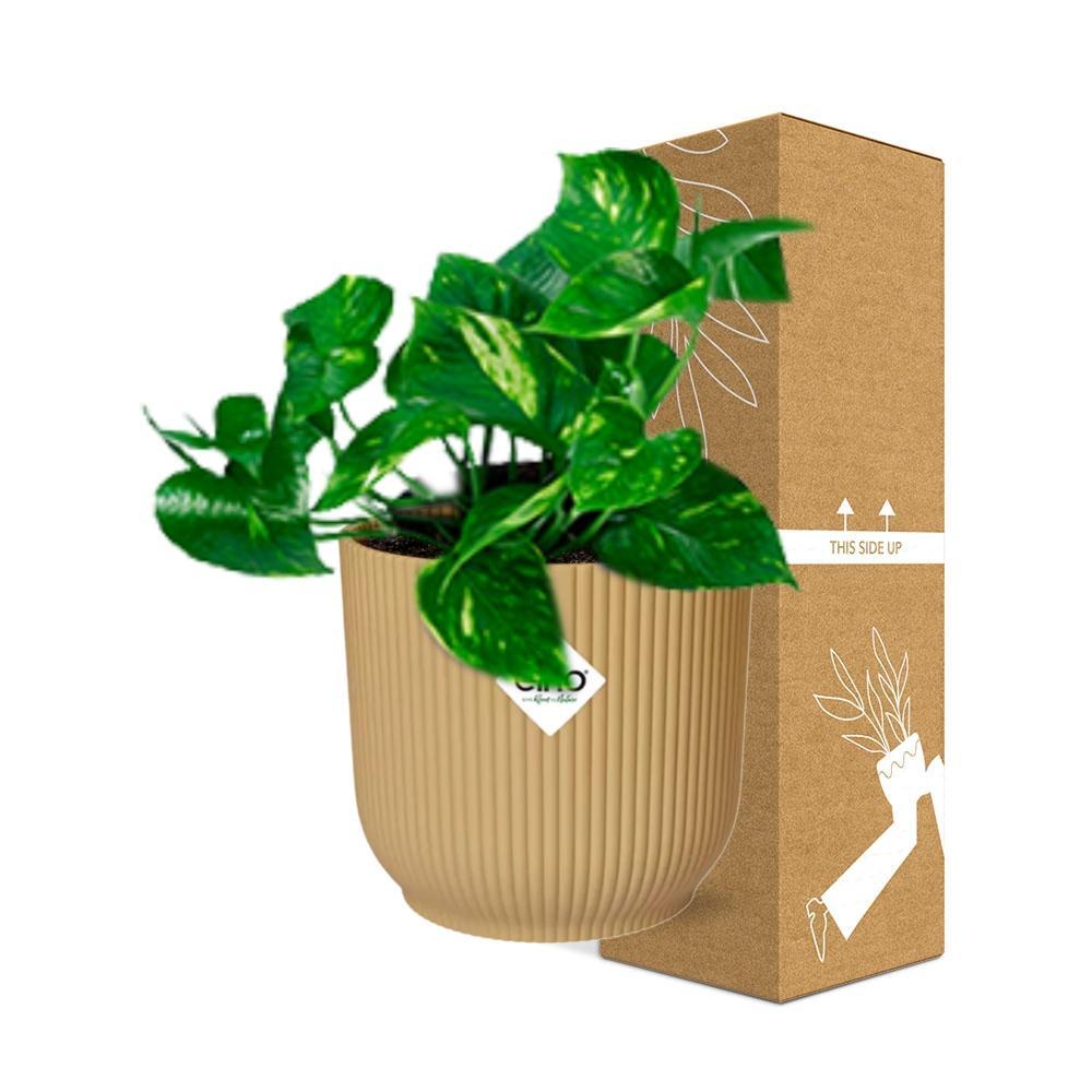 Efeutute - Epipremnum Pinnatum ‘Aureum’ in ELHO Vibes Fold 14cm geel Topf gelb