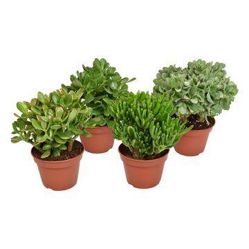 Gummibaum Mix - Crassula Mix - Geldbaum,Jadepflanze - Ø15cm - ↕20cm    4 Stück