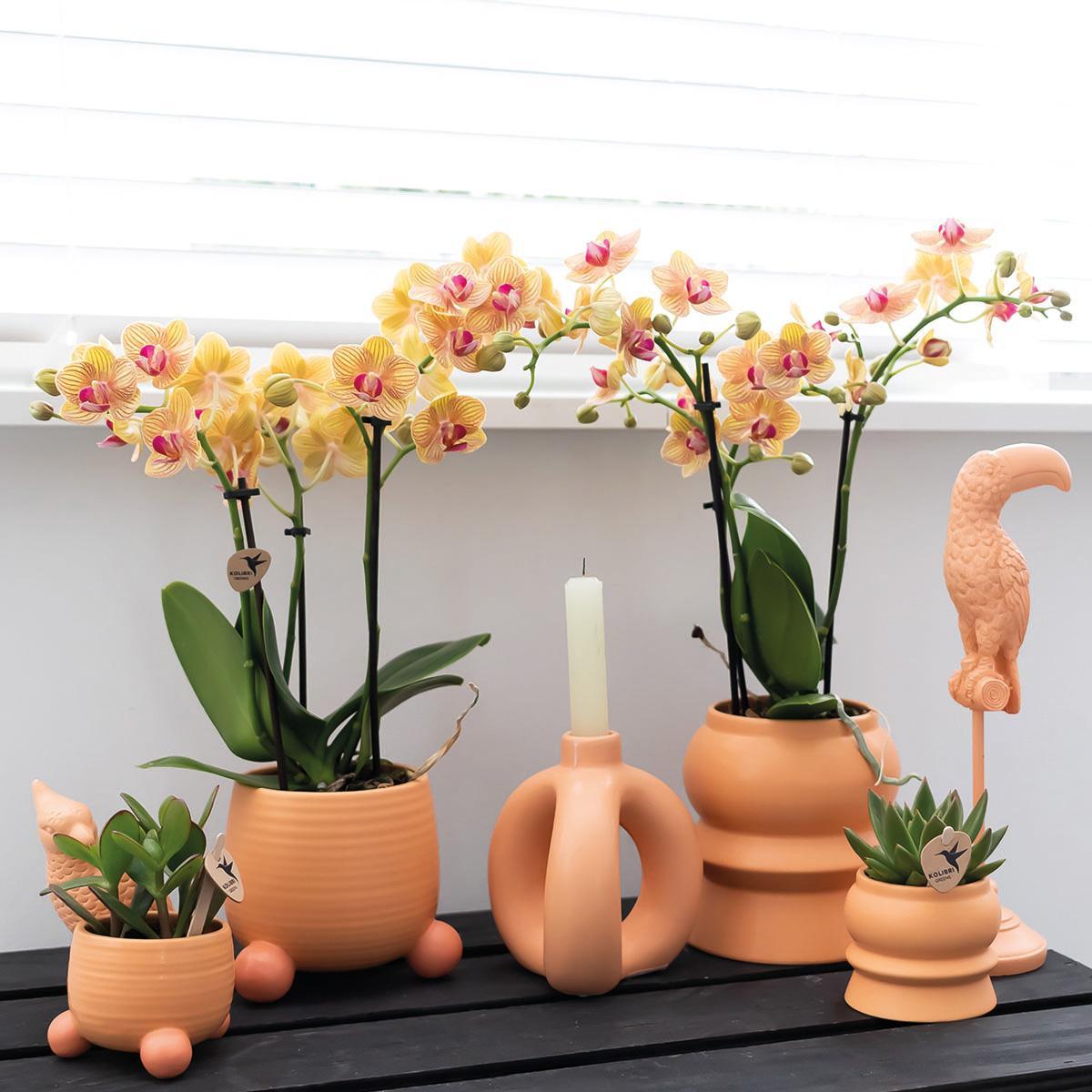 Orchidee Orange Phalaenopsis Orchidee - Mineral Bolzano + Rolling Peach - Topfgröße Ø9cm | blühende Zimmerpflanze - frisch vom Züchter