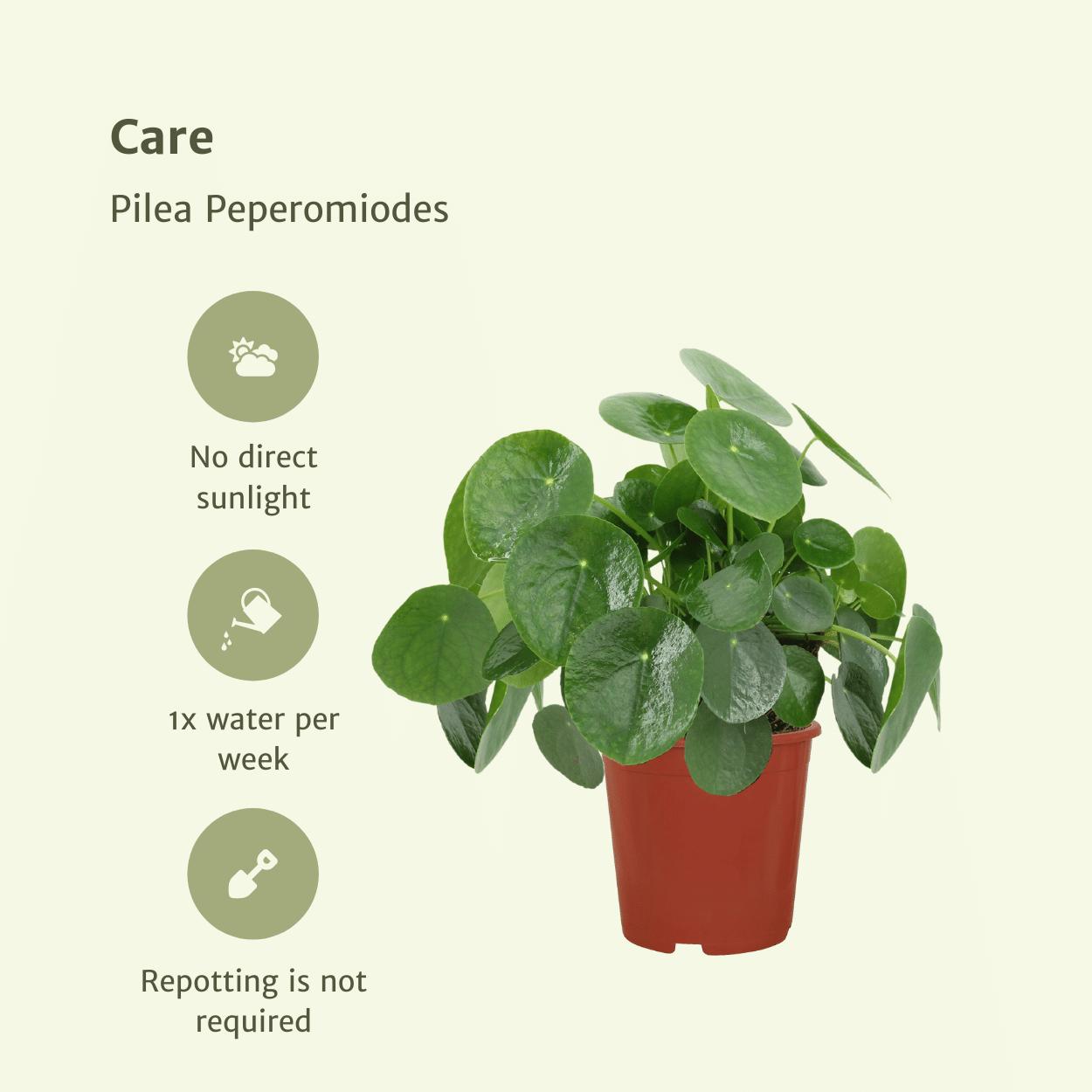 Chinesischer Geldbaum - 2x Pilea Peperomiodes - 25cm - ø15