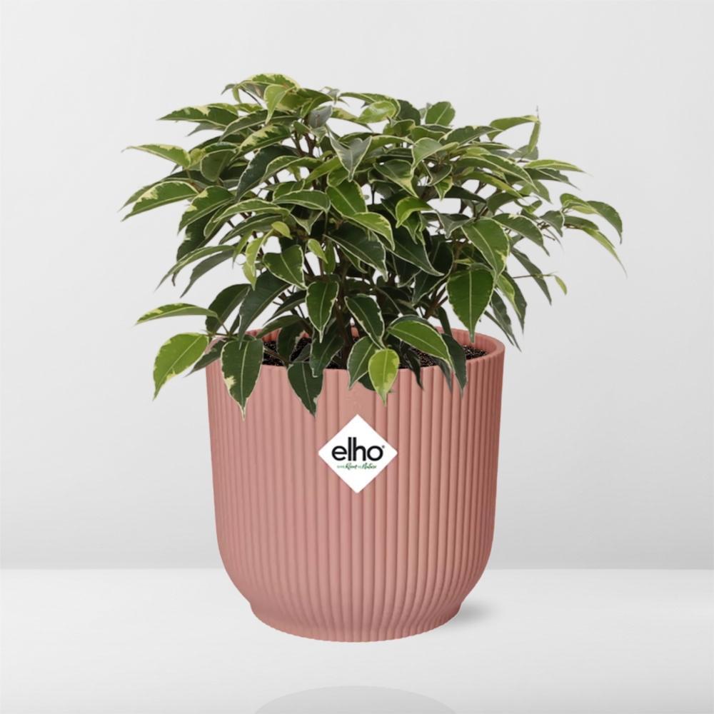 Birkenfeige - Ficus Benjamina Kinky in ELHO Vibes Fold 14cm Topf Rosa