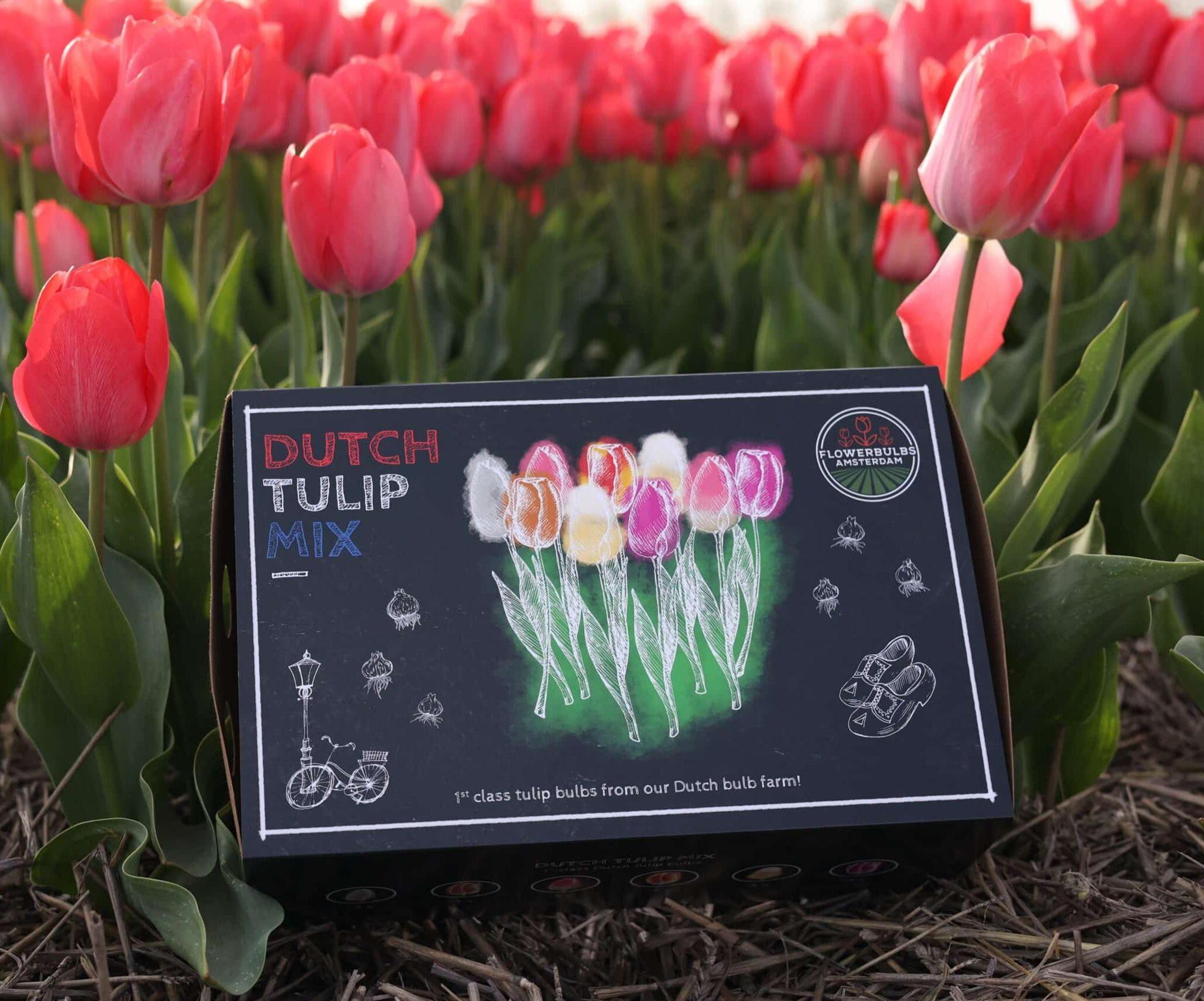 Tulpen - Dutch Tulpen Mix - Luxusbox groß, 90 Blumenzwiebeln für 2,5 qm Blumenpracht - Gr��e 12+