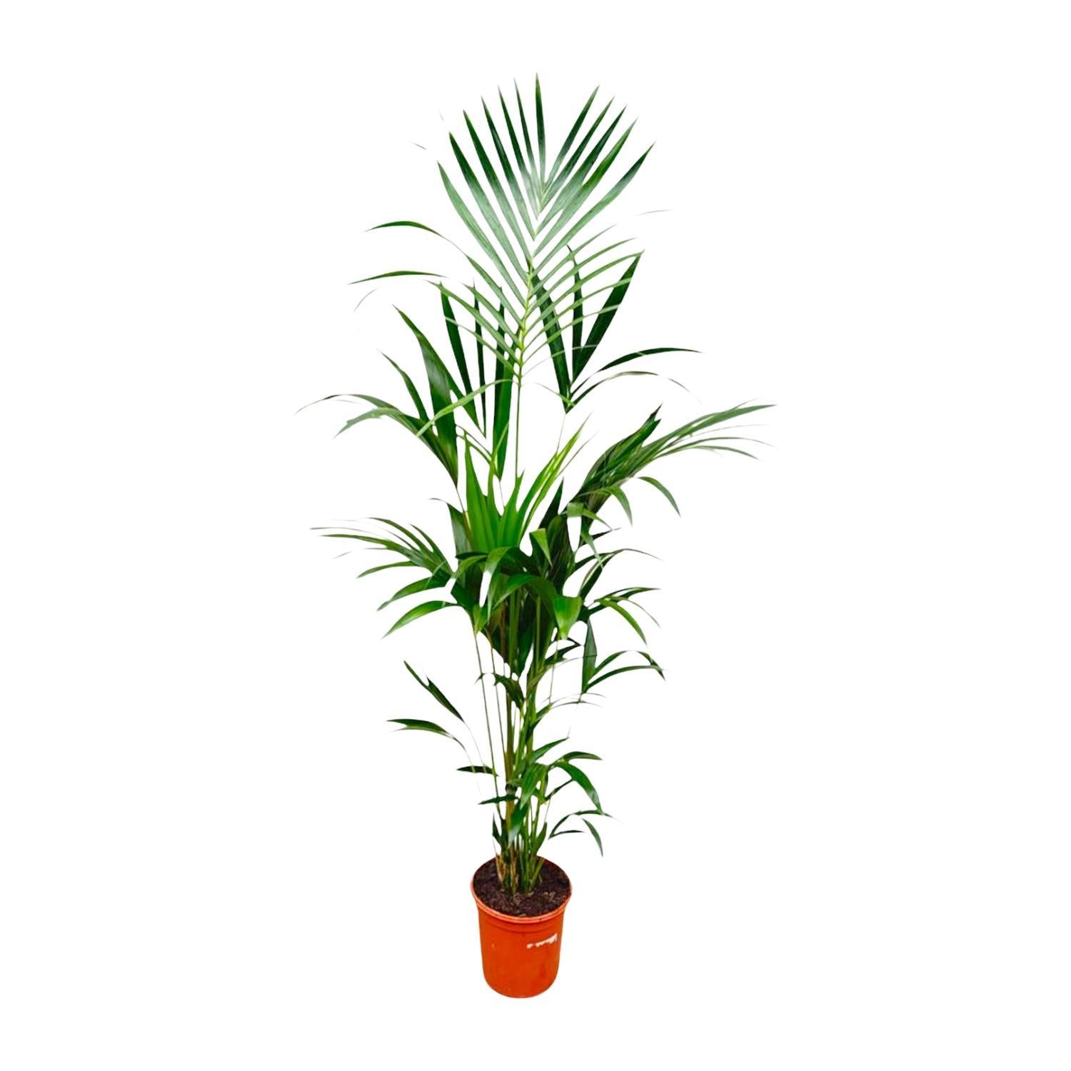 Kentia palm - 180cm - ⌀24