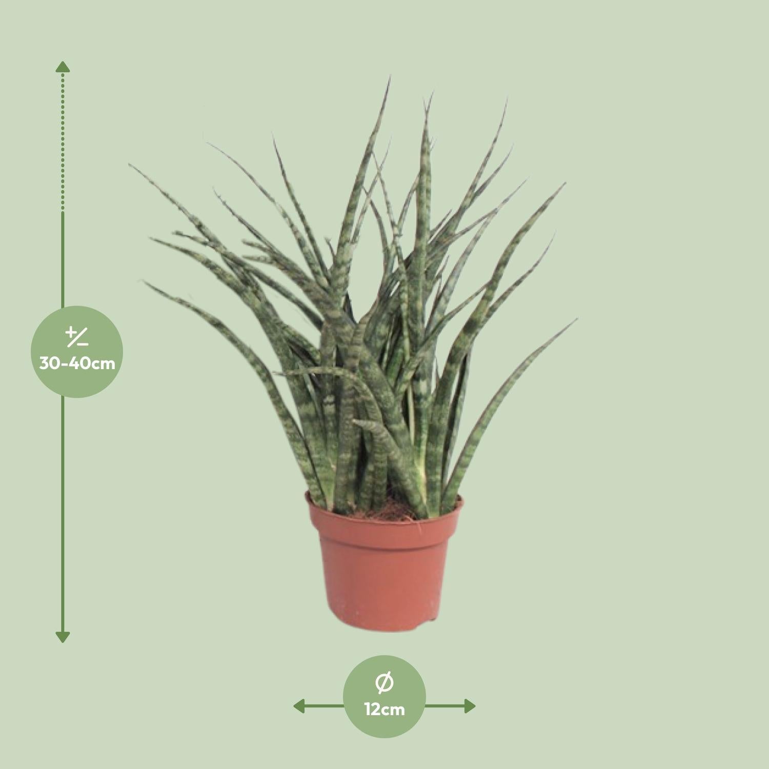 Sansevieria Varenhout Punk - Ø12cm - ↕35cm