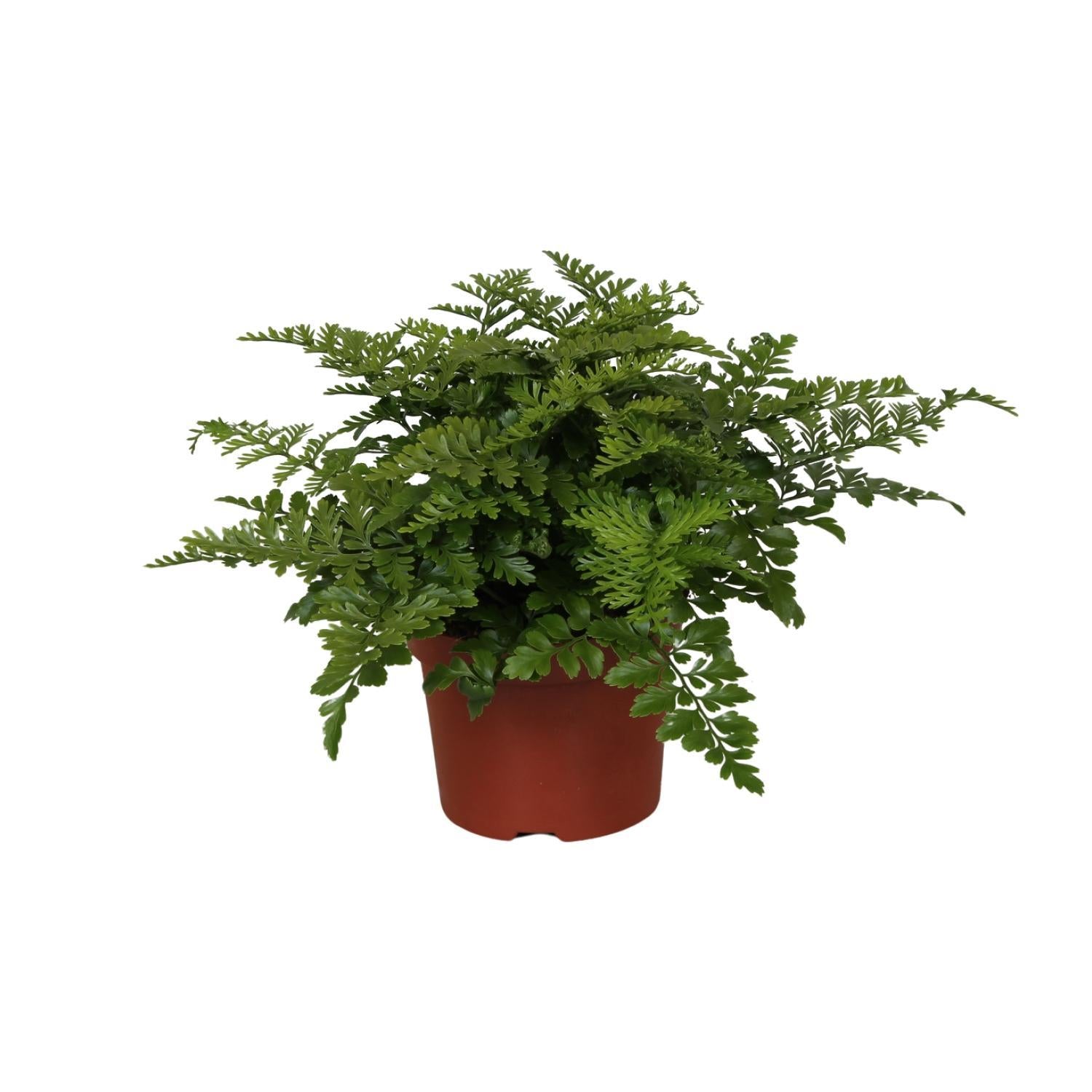 Vogelnestfarn - Asplenium Parvati - Ø12cm - ↕25cm