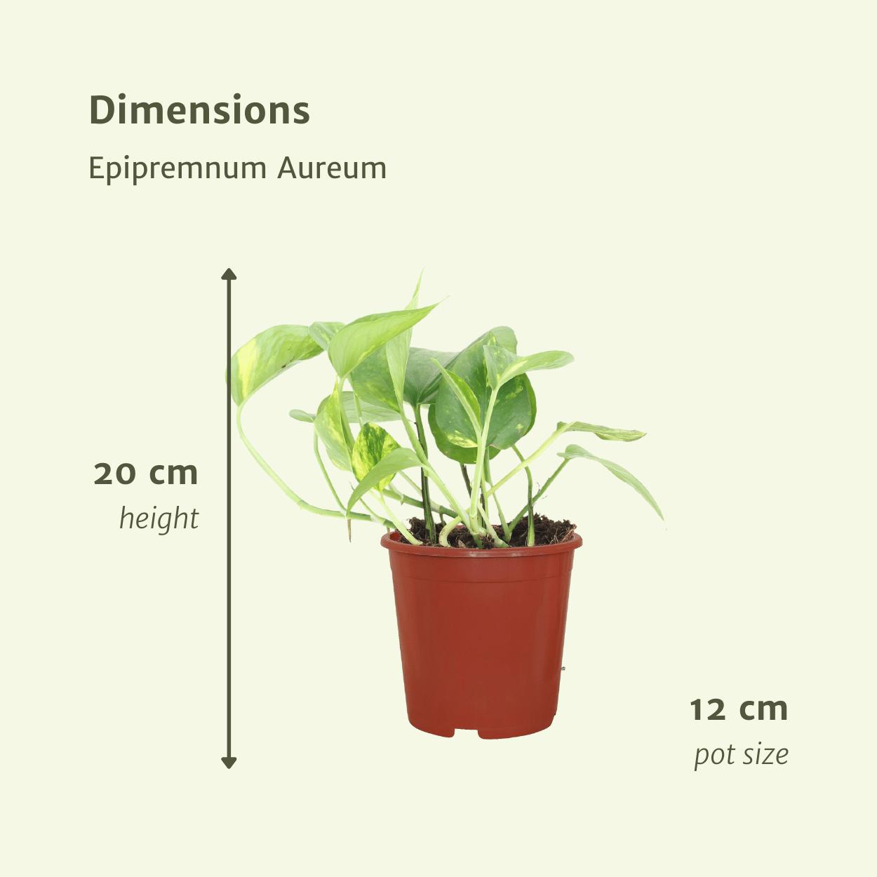 Efeutute - Epipremnum Aureum Scandens - Ø12cm - ↕20cm  4 Stück