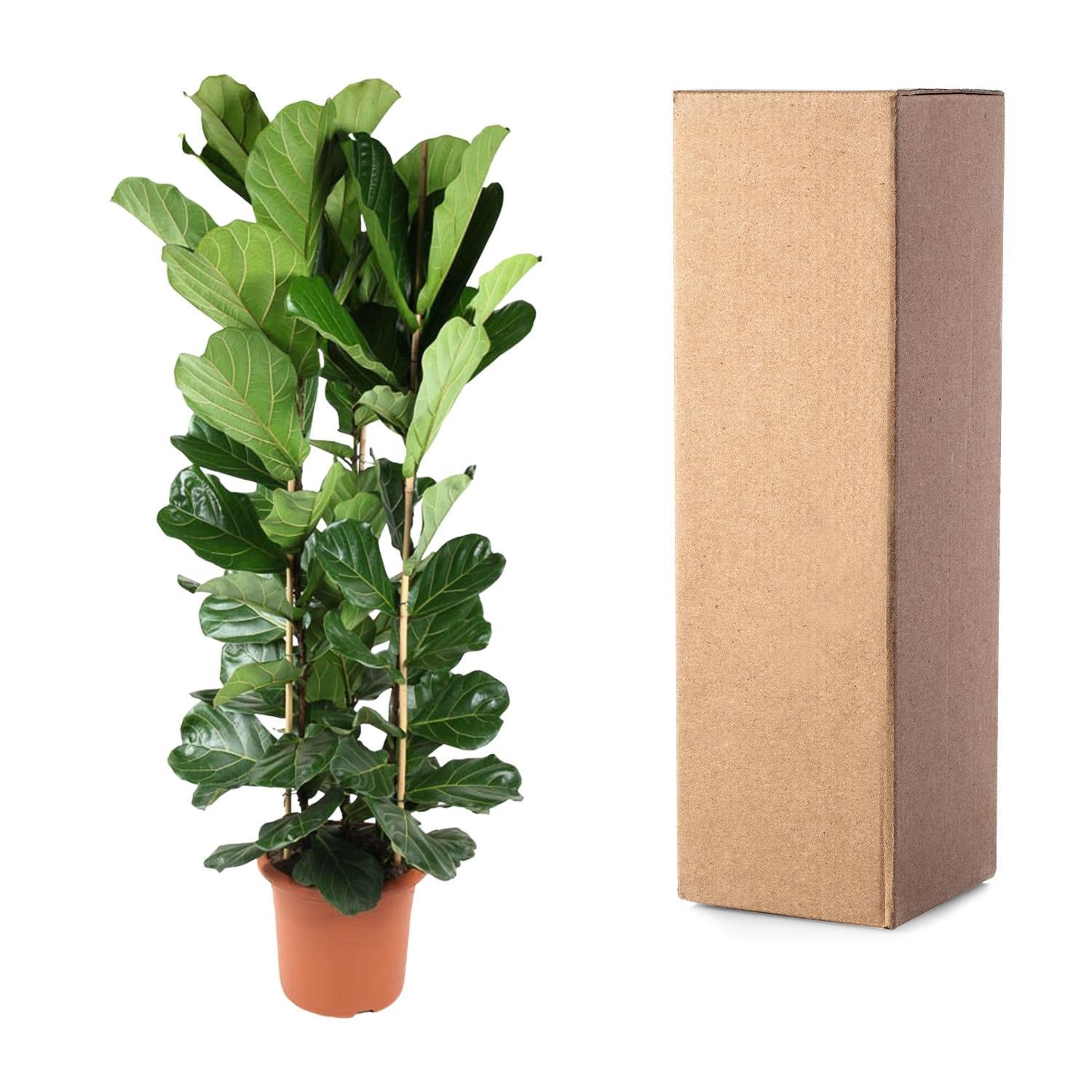 Geigenfeige - Ficus Lyrata Strauch- 240 cm - ø40