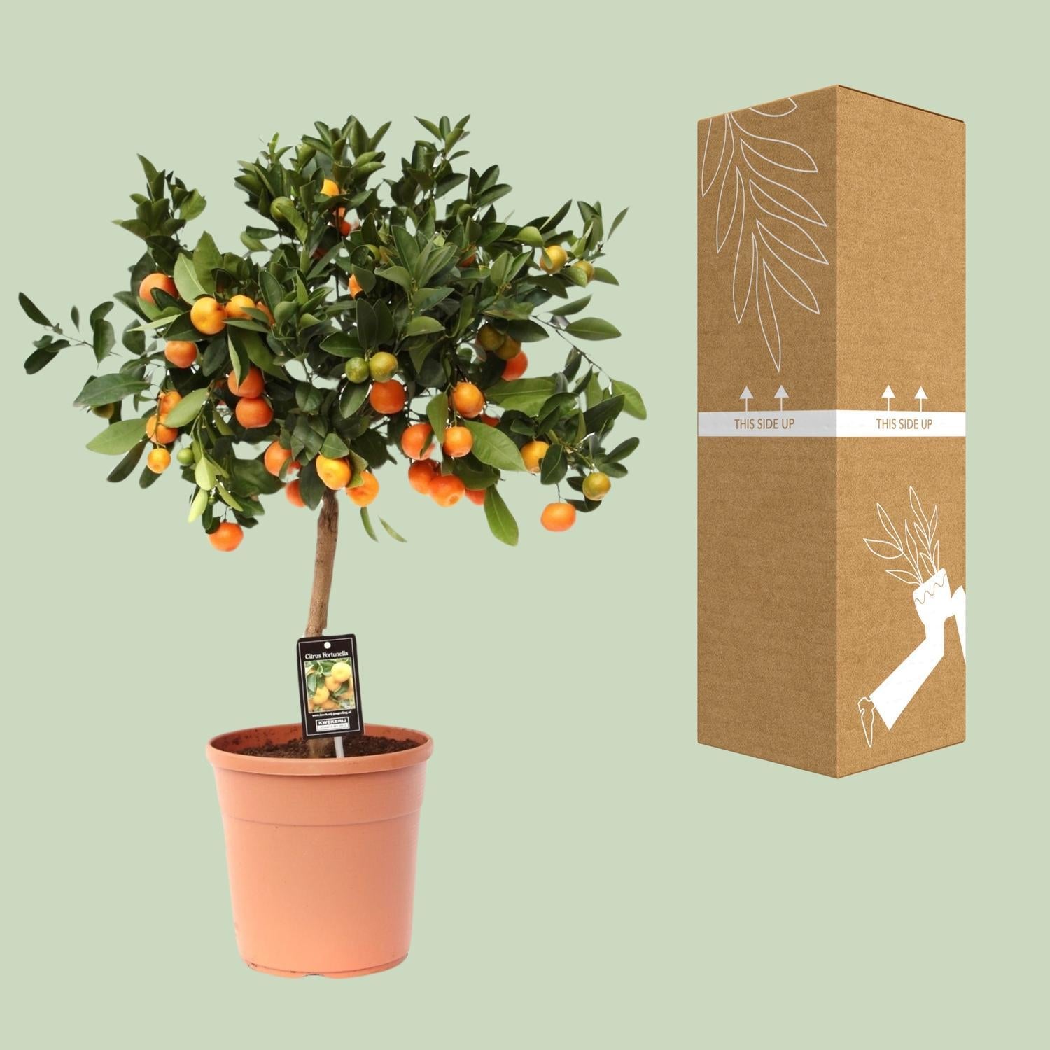 Orangenbaum Mini -Citrus Calamondin Orange - Ø22cm - ↕80cm