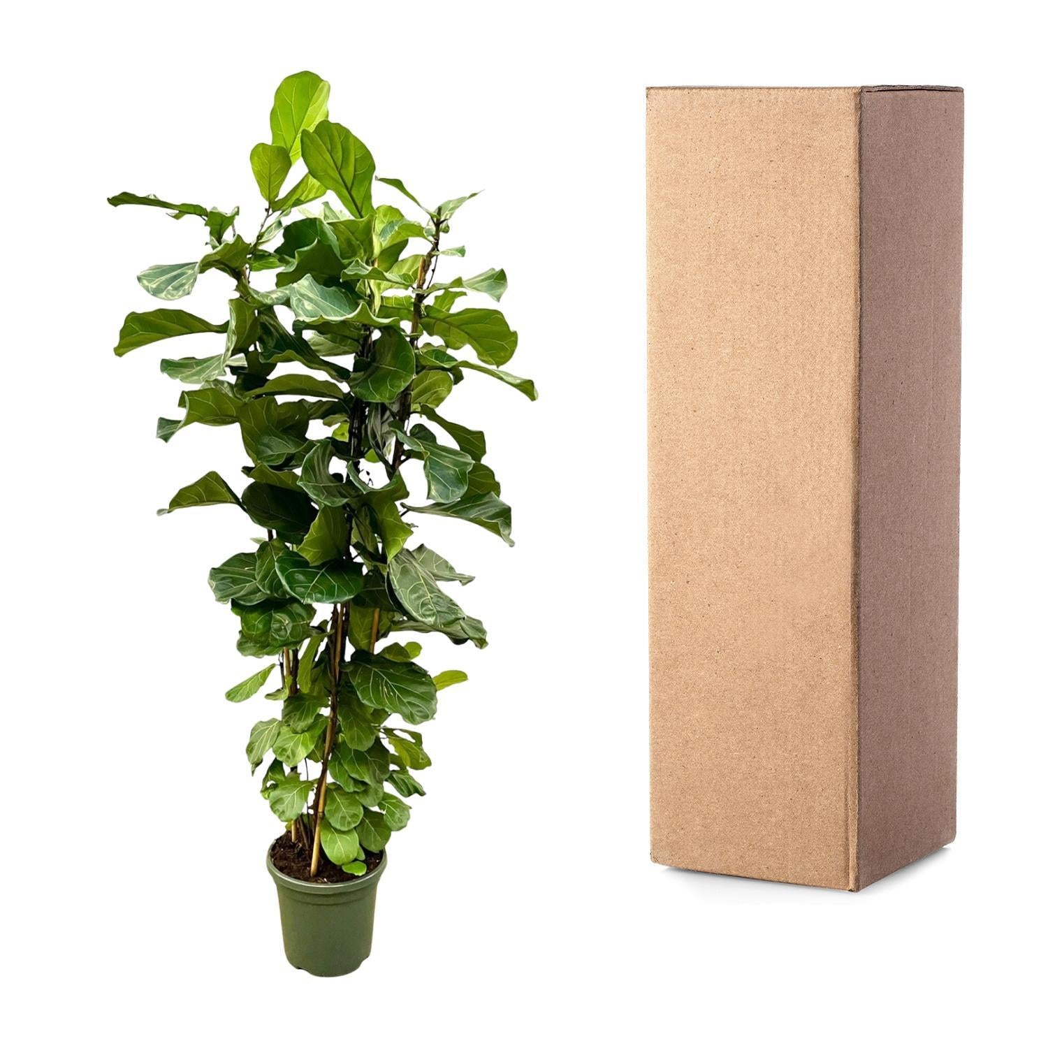 Geigenfeige - Ficus Lyrata Strauch  XL - 200cm - ø40