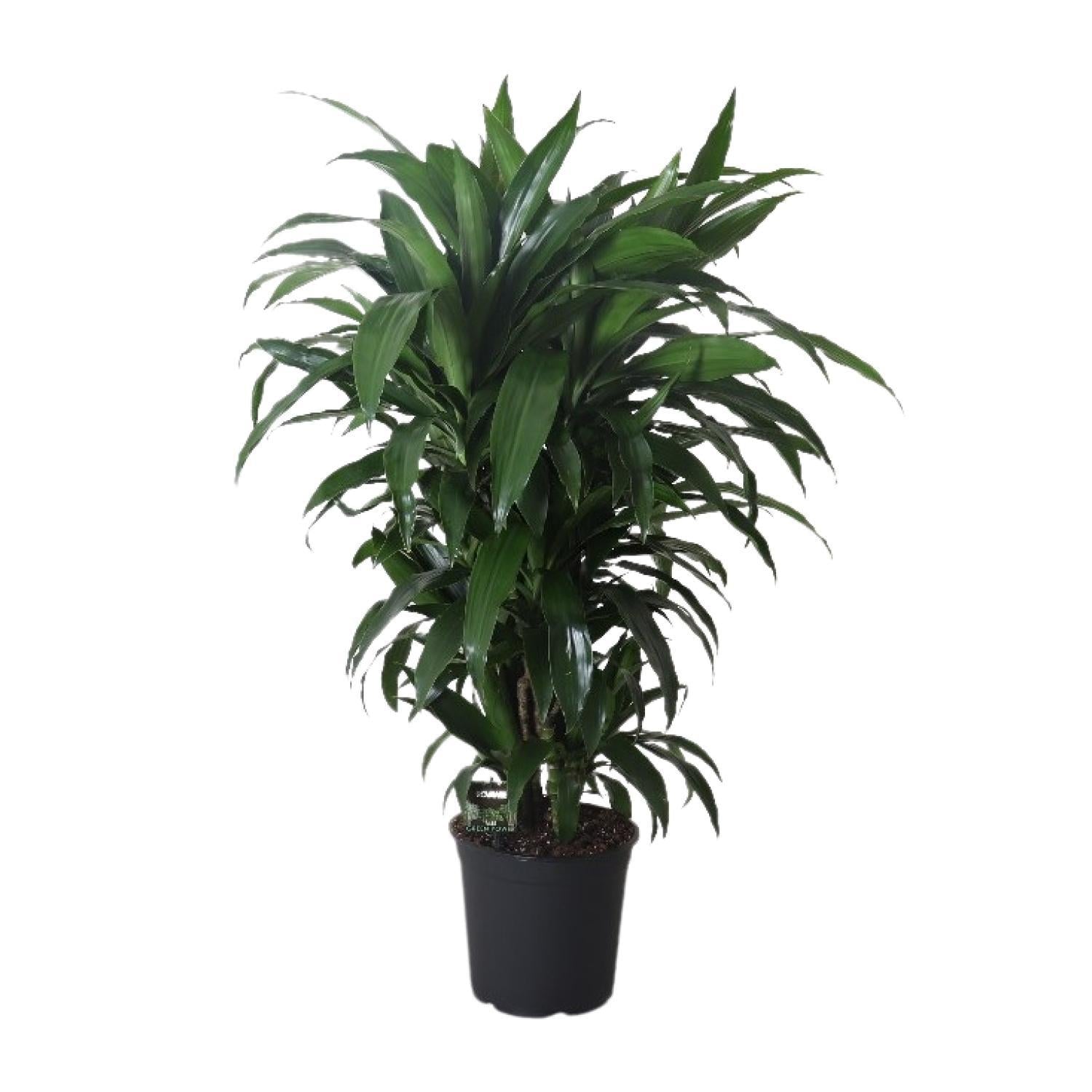 Drachenbaum Fragrans Janet Craig - Dracaena Fragrans Janet Craig - Ø27cm - ↕120cm