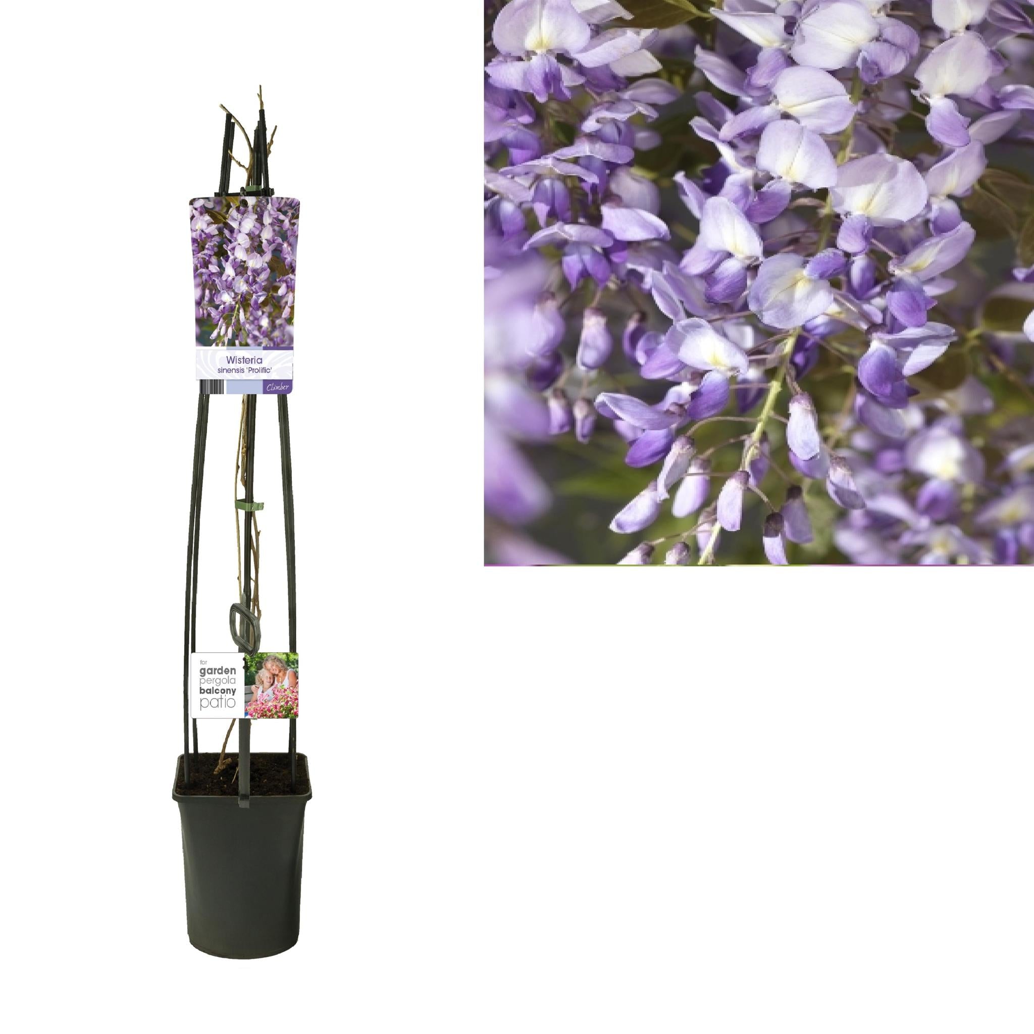 Wisteria Sinensis 'Prolific' +light Label