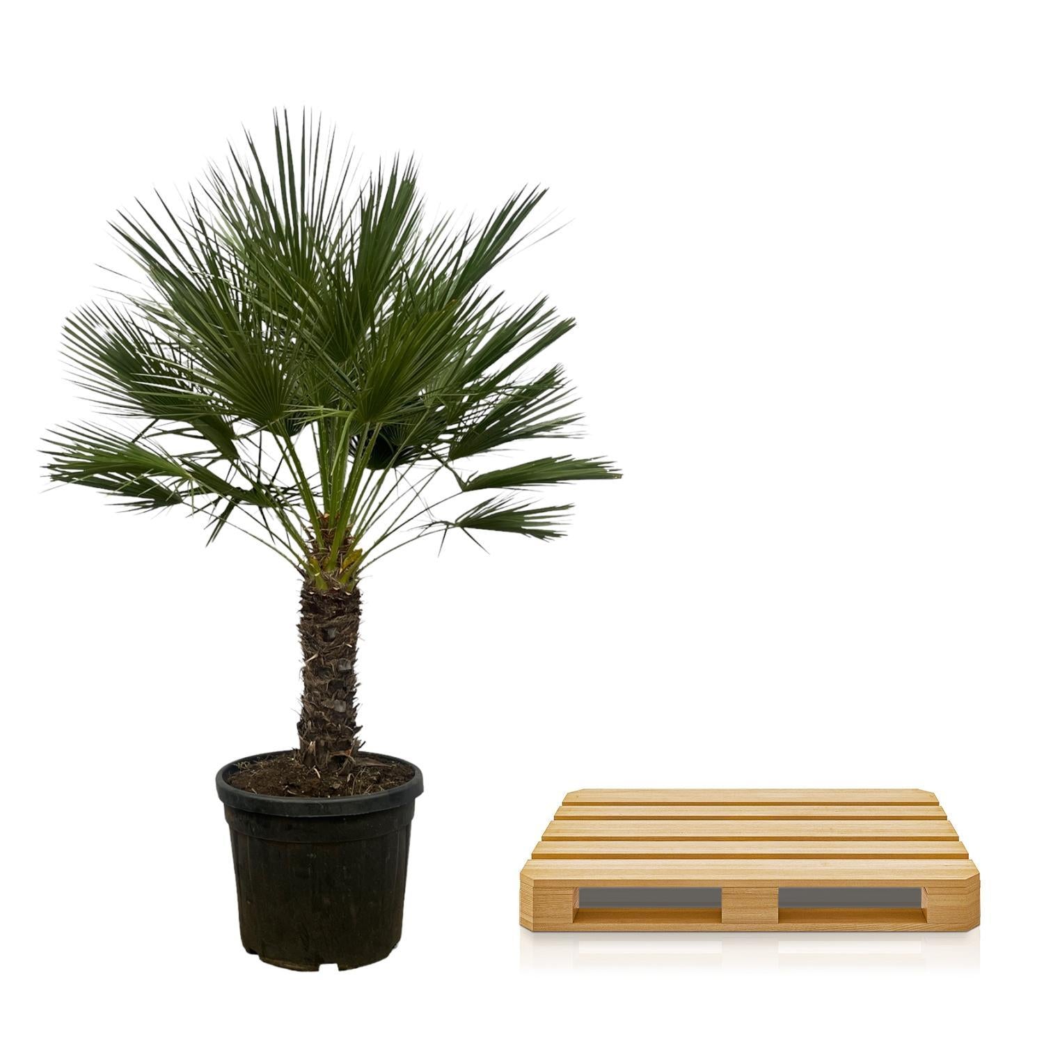 Zwergpalme auch Europäische Zwergpalme - Chamaerops Humilis - 150 cm - Ø45cm