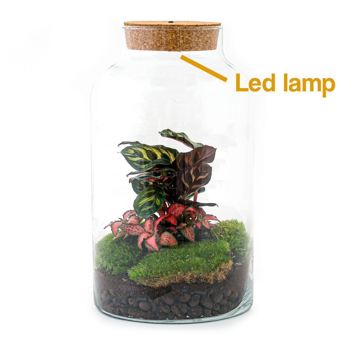 Flessentuin - Melkachtige Calathea met lamp - ↕ 31 cm - Hark + Schop + Pincet + Schaar