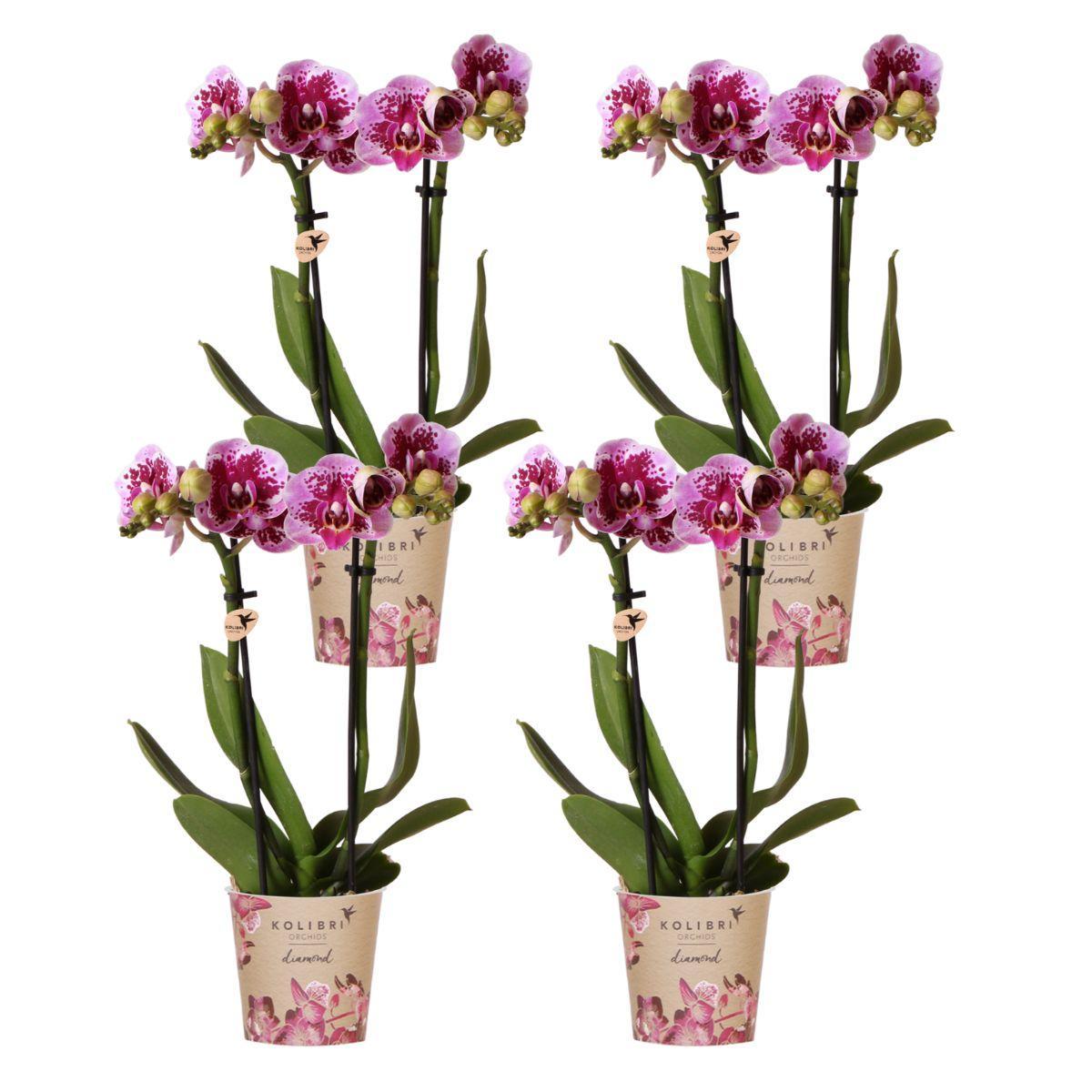 Orchidee 4 roze paarse phalaenopsis orchideeën - El Salvador - potmaat Ø9cm | bloeiende kamerplant - vers van de kweker