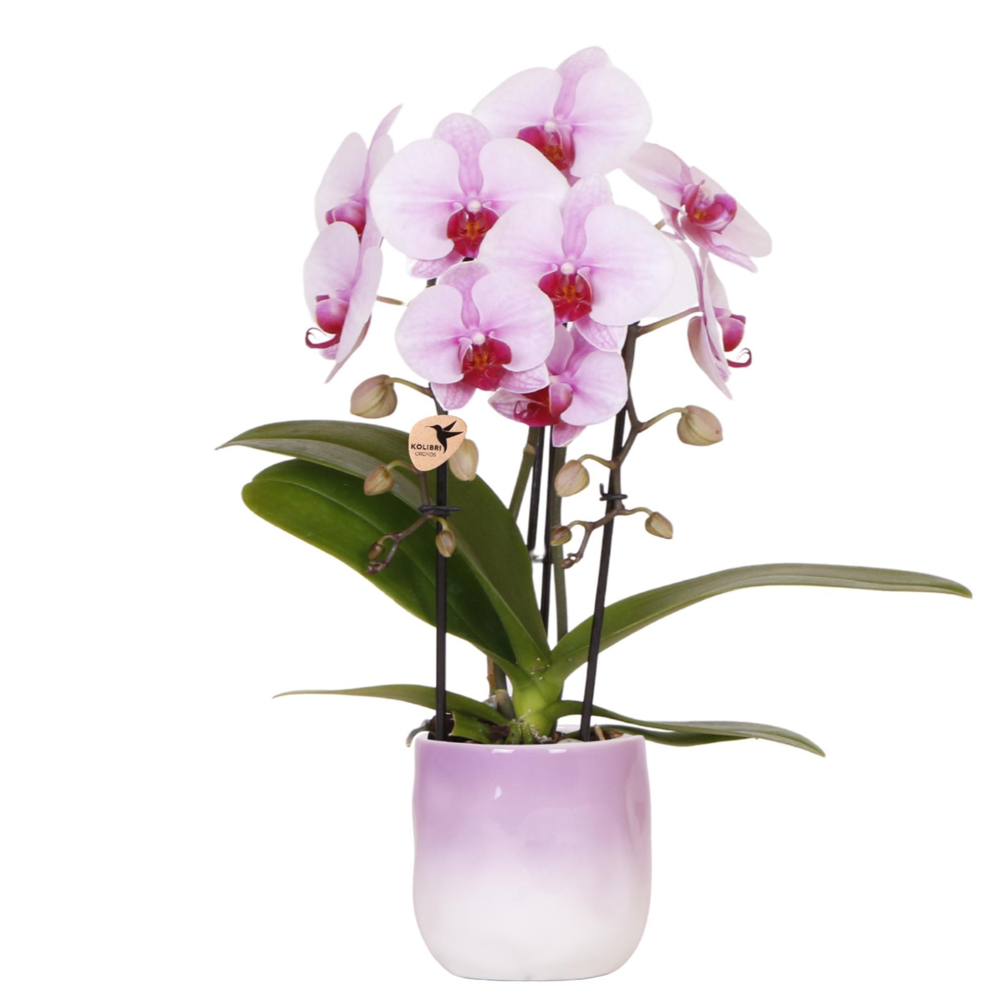 Orchidee Niagara Fälle - Rosa Orchidee Niagara Falls + Gradience Blumentopf Pink - Topfgröße Ø9cm | Blühende Zimmerpflanze - Frisch vom Züchter