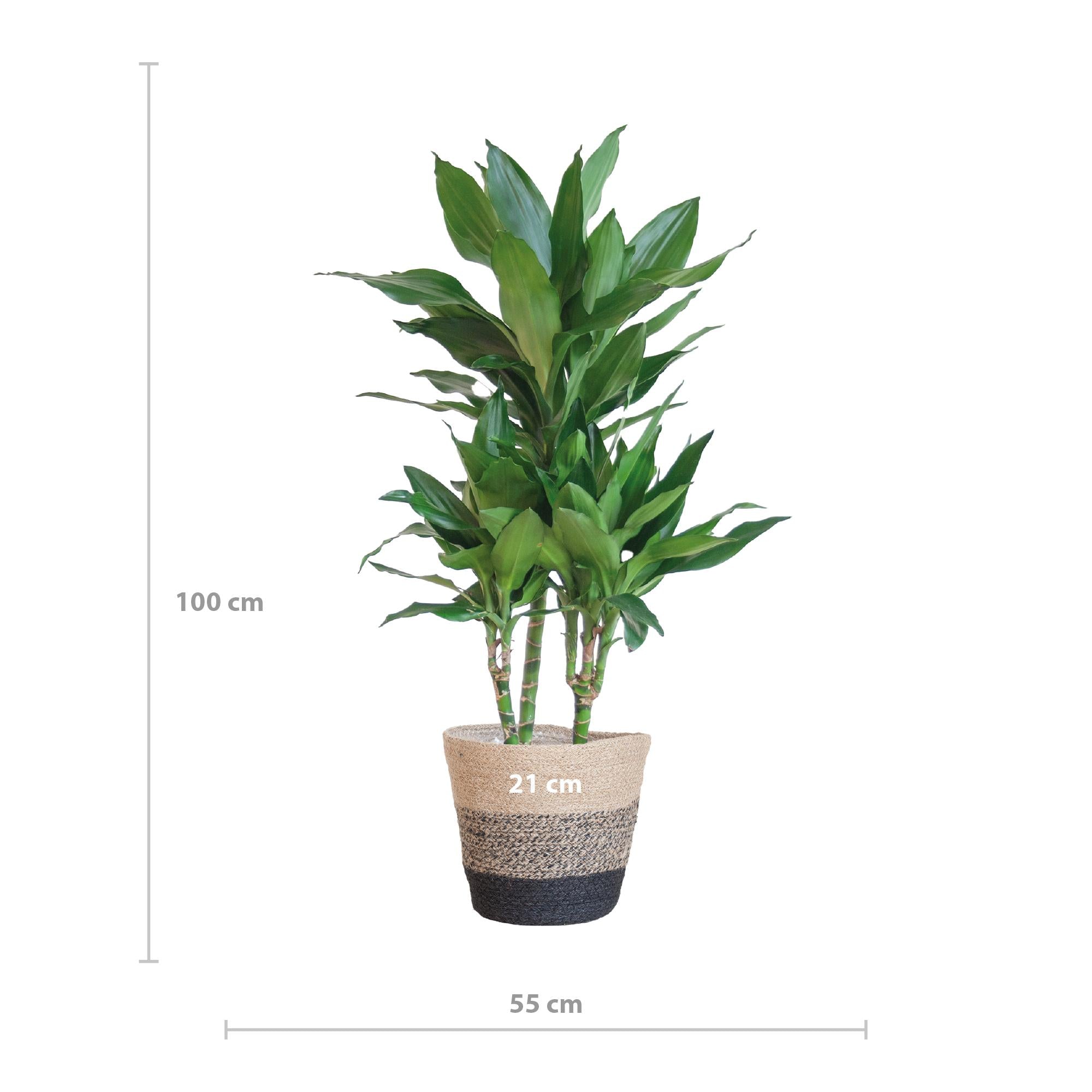 Drachenbaum - Dracaena Janet Lindt mit Pflanzkorb Lissabon Schwarz - 95cm - Ø21