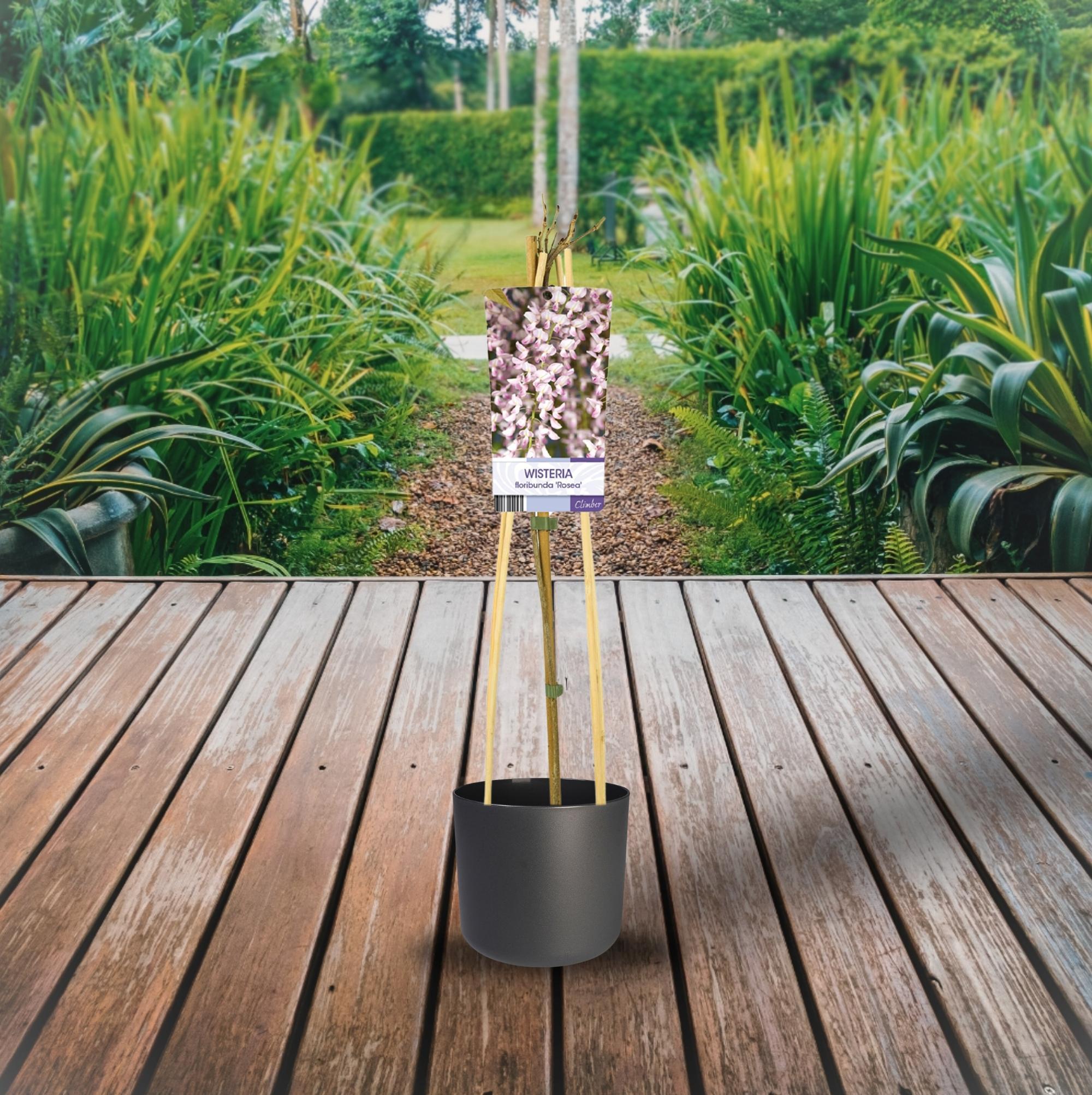 Wisteria Floribunda 'Rosea' +light Label