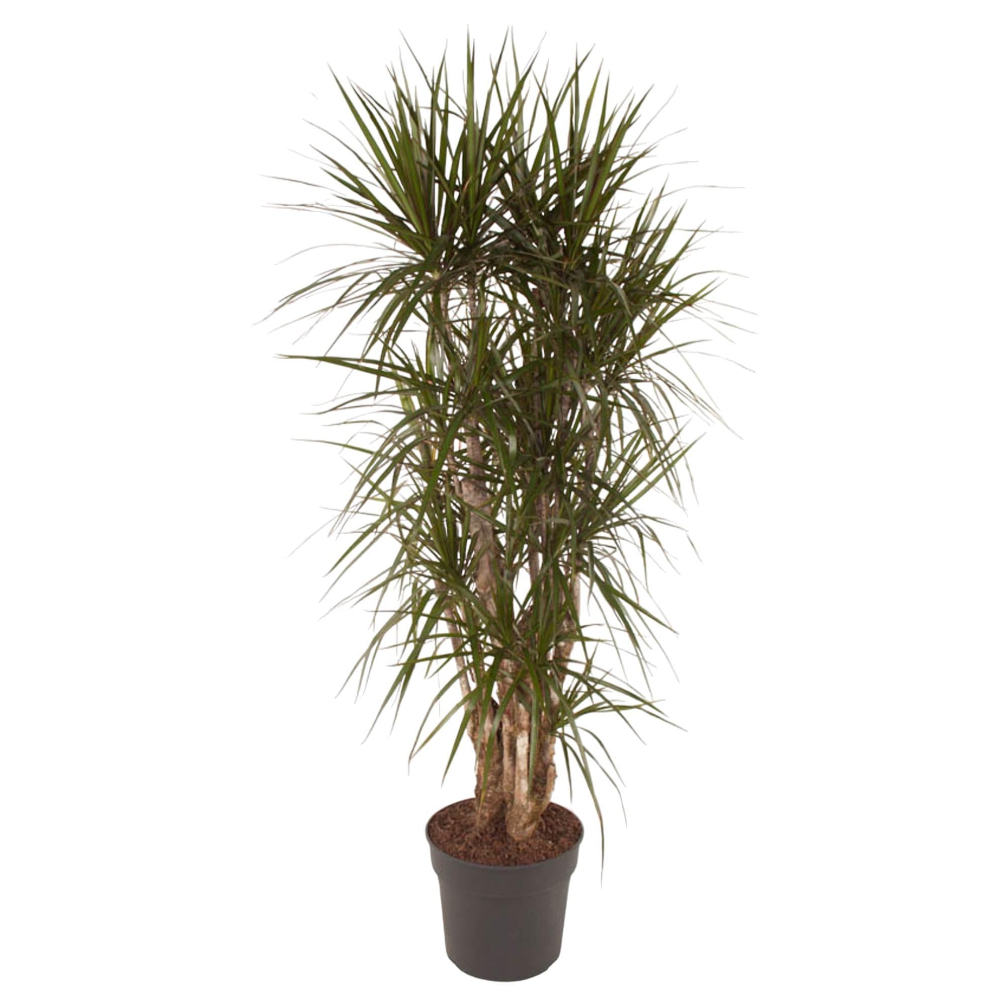 Drachenbaum Marginata - Dracaena Marginata verzweigt- 160 cm - ø34