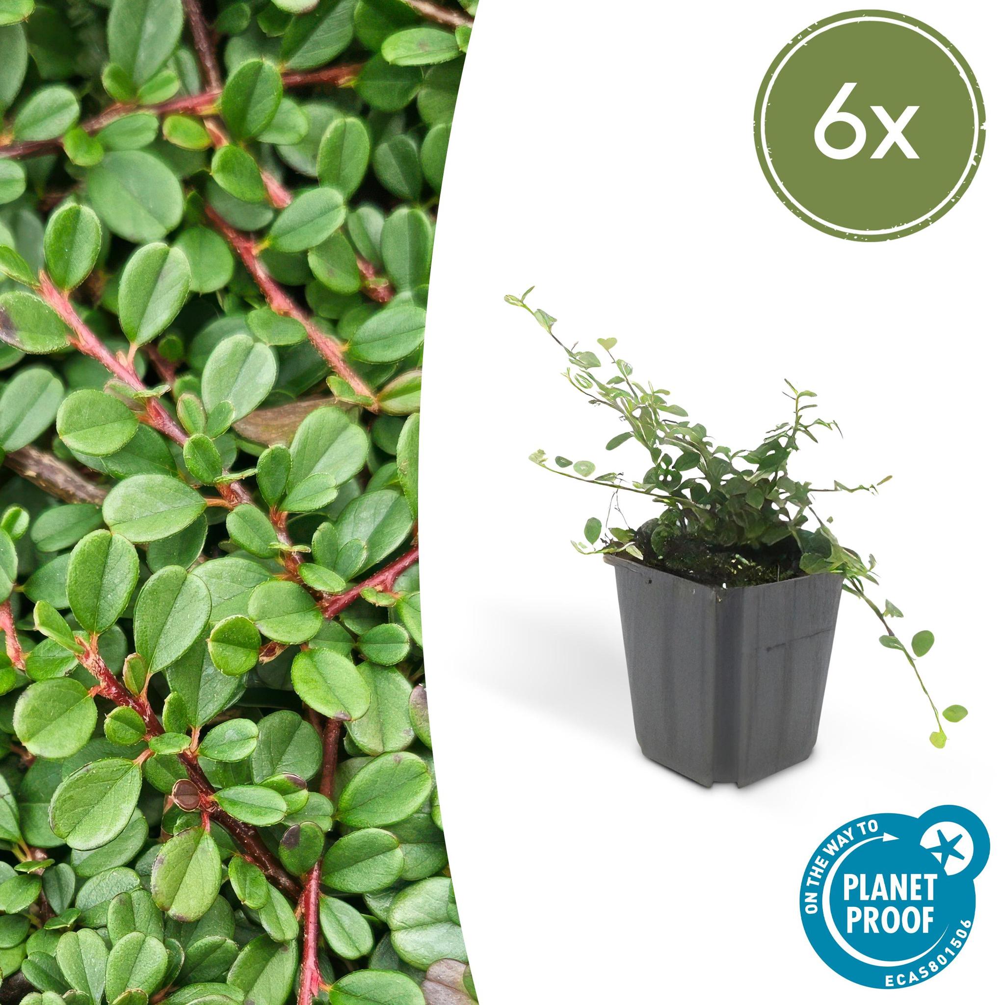 Zwergmispel - Cotoneaster pr. 'Streib's Findling' - ↕25cm - Ø9cm  - 6x