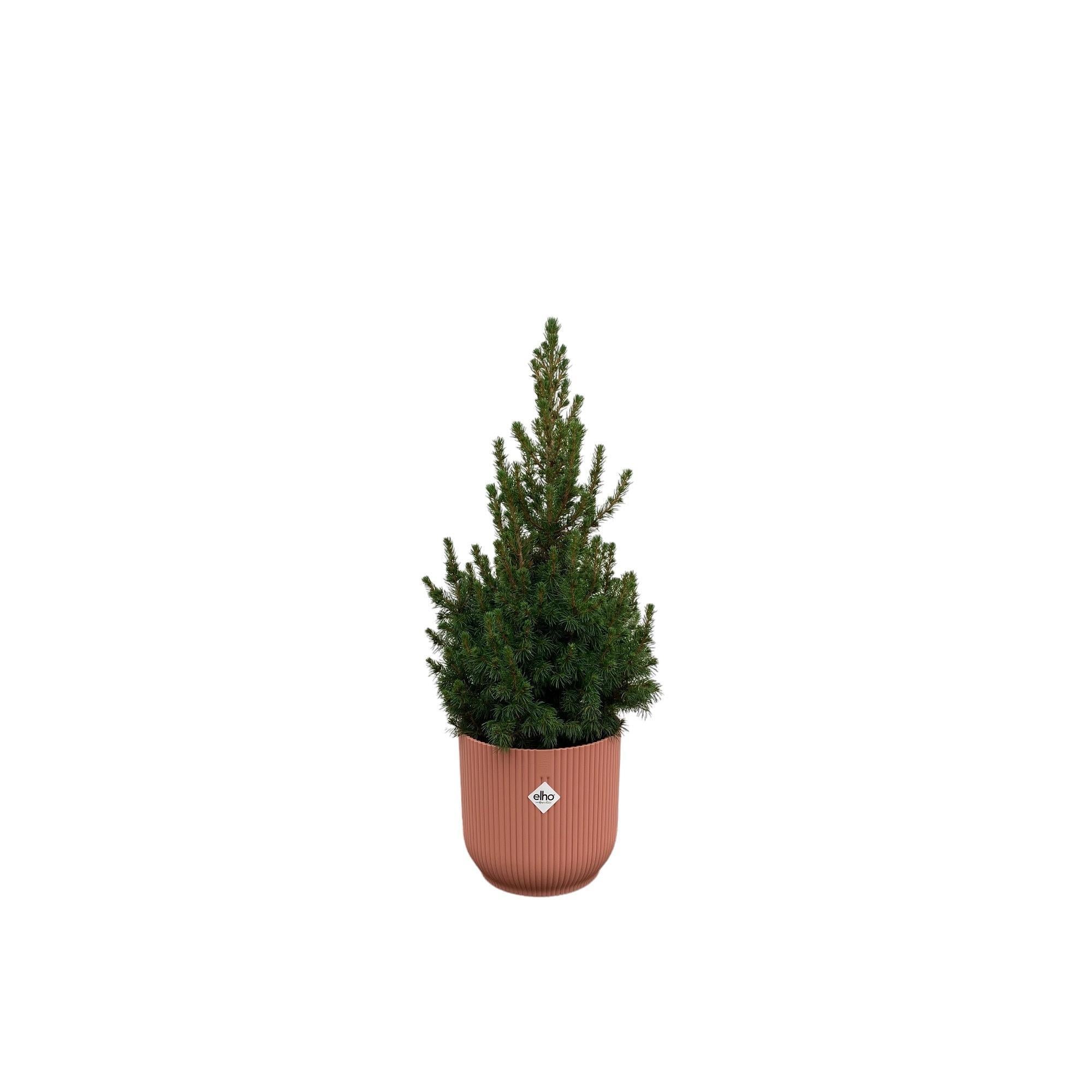 Picea Glauca  inklusive elho Vibes Fold Round Topf rosa Ø22 - 60 cm