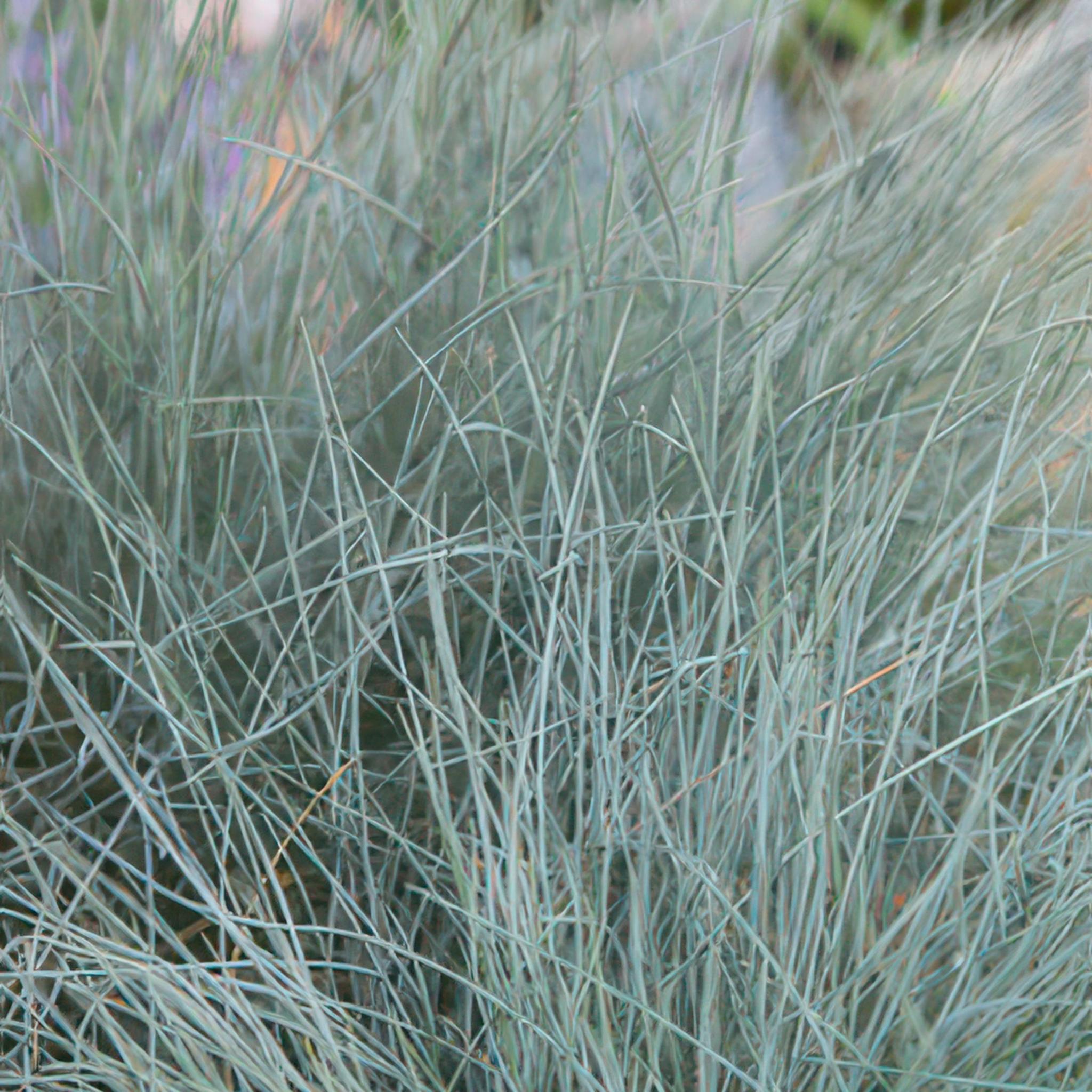 Ziergras - Festuca glauca 'Elijah Bleu' - ↕10-25cm - Ø9cm  - 6 Stück