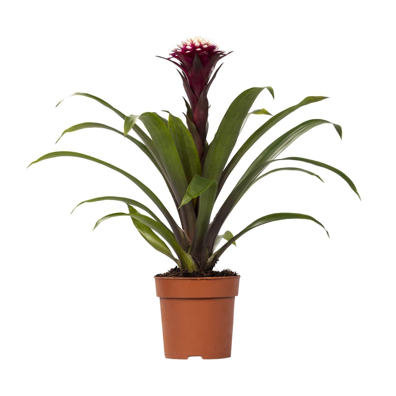 Guzmania Fransesca - Ø12 ↕45