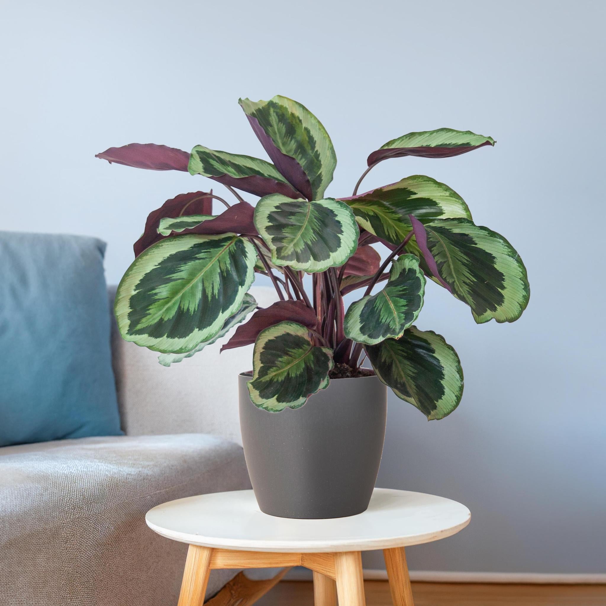 Pfauenpflanze - Calathea Medaillon mit Viber Topf Grau- 65cm - Ø21