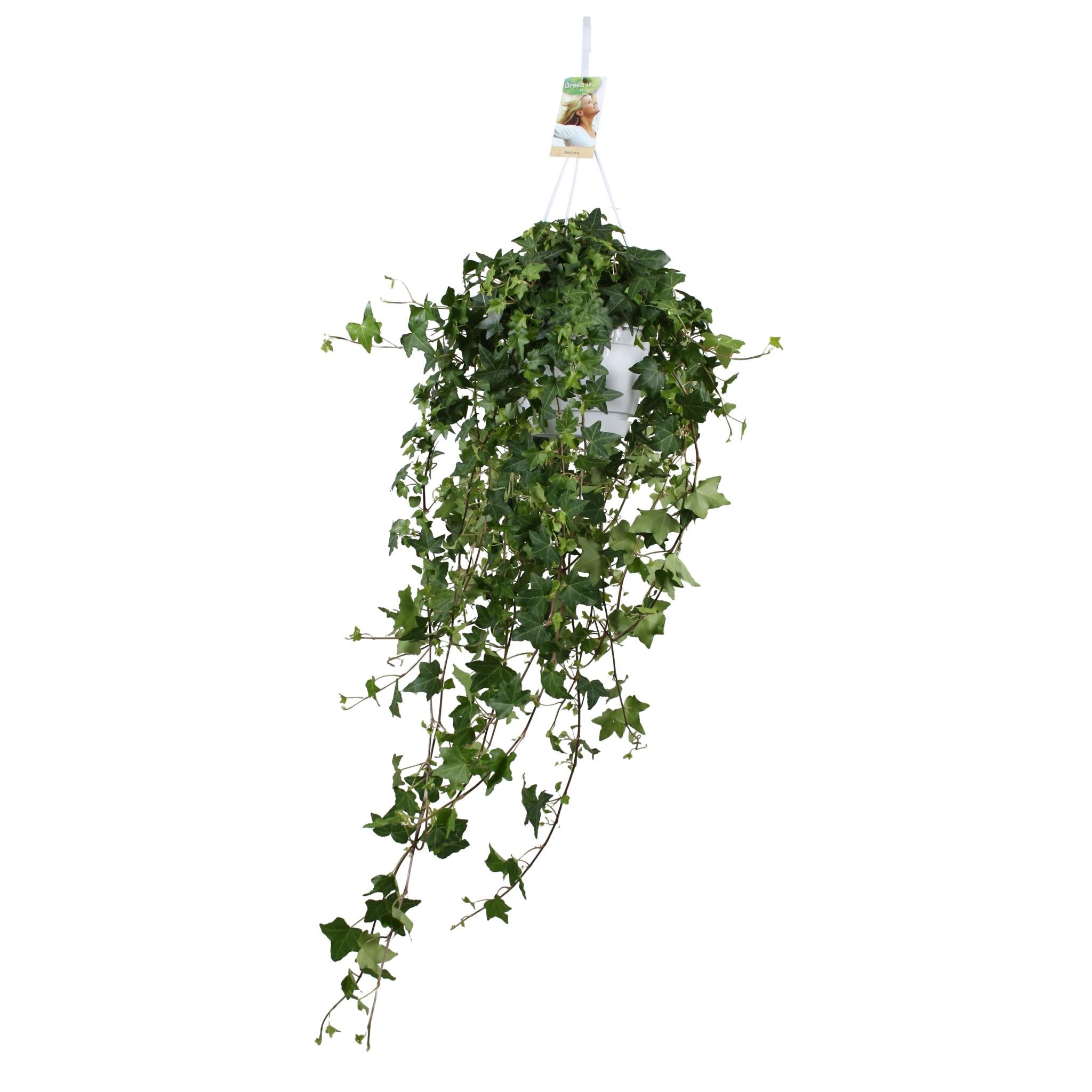 Gemeiner Efeu - Hedera Helix Pitsburg -  Ø17cm - ↕cm