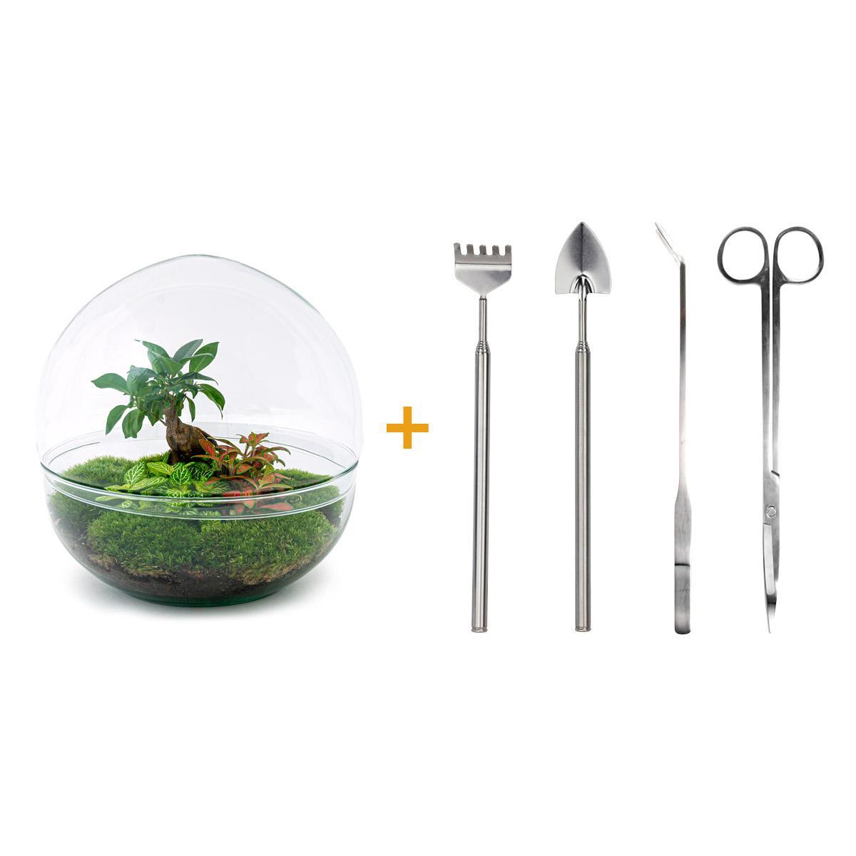 Flaschengarten - Dome XL - Ficus Ginseng Bonsai - ↕ 30 cm - Rake + Shovel + Tweezer + Scissors