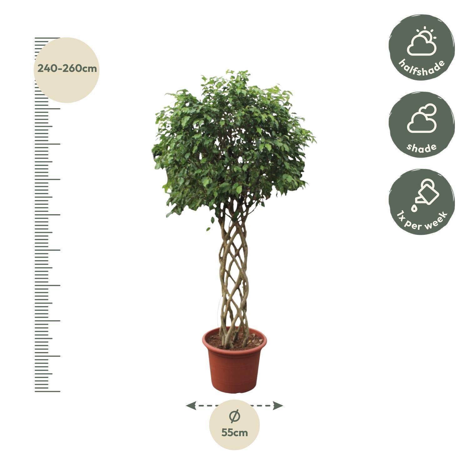 Ficus Benjamina Exotica geweven stam - 250 cm - ø55