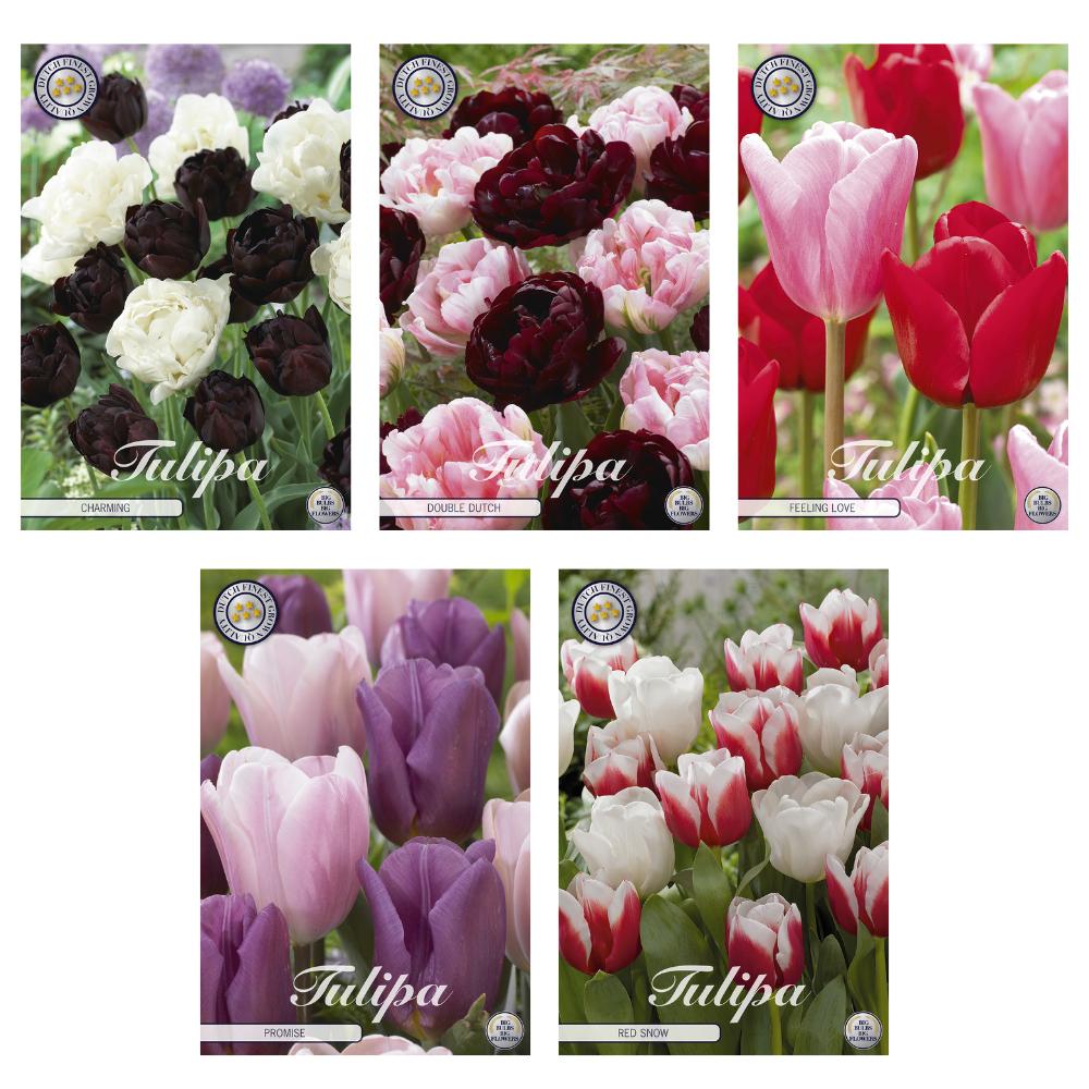 Tulpen Mix - Tulipa Blumenzwiebeln Mix (6) - 5 Spezies - 50 Blumenzwiebeln