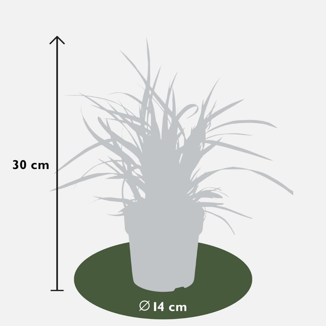 3 x Carex morrowi 'Ice Dance' - Ø 14 cm - ↨ 25 cm 