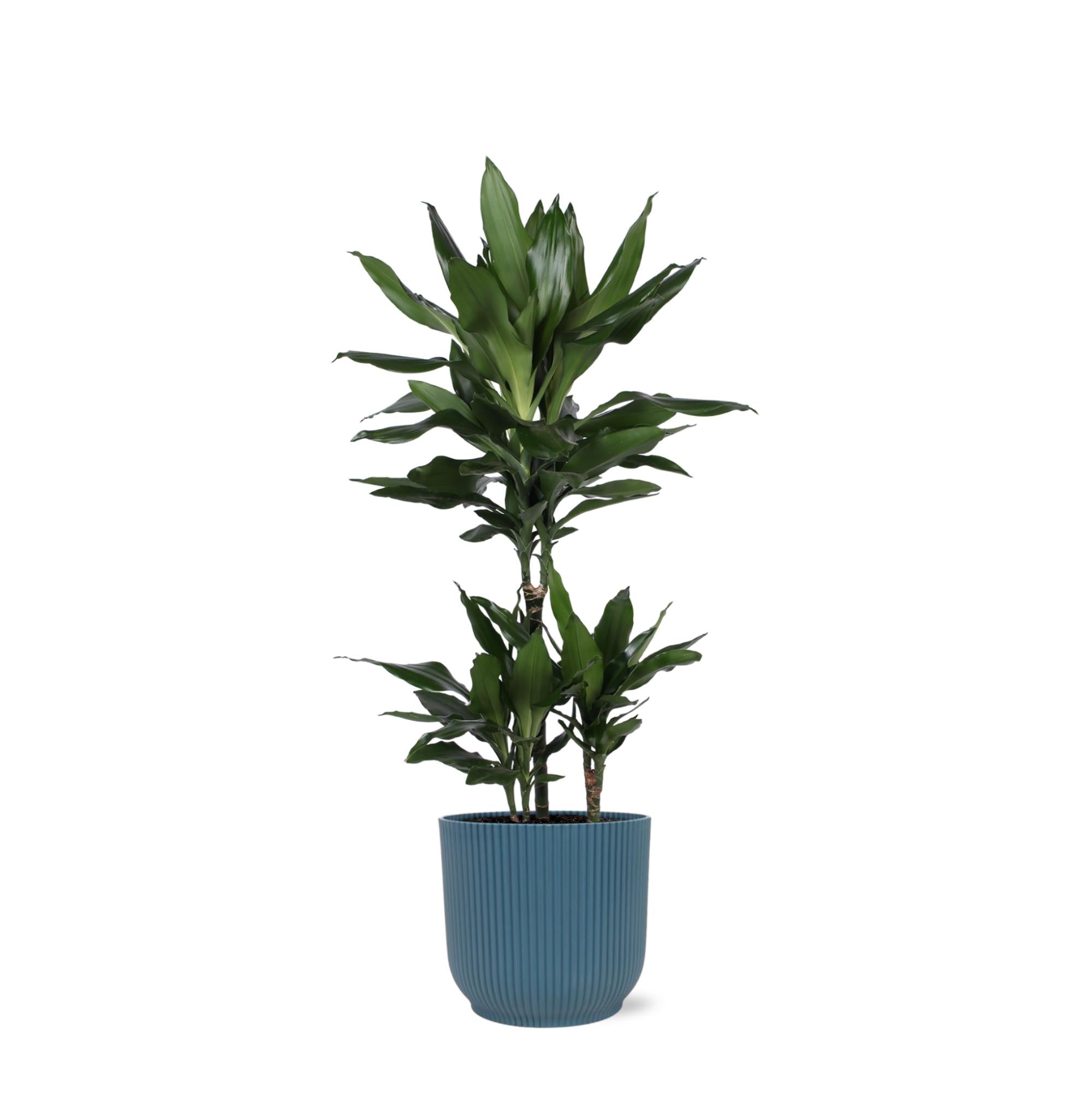 Drachenbaum Janet Lind - Dracaena Janet Lind Ø21cm - ↕90cm in Vibes Topf blau