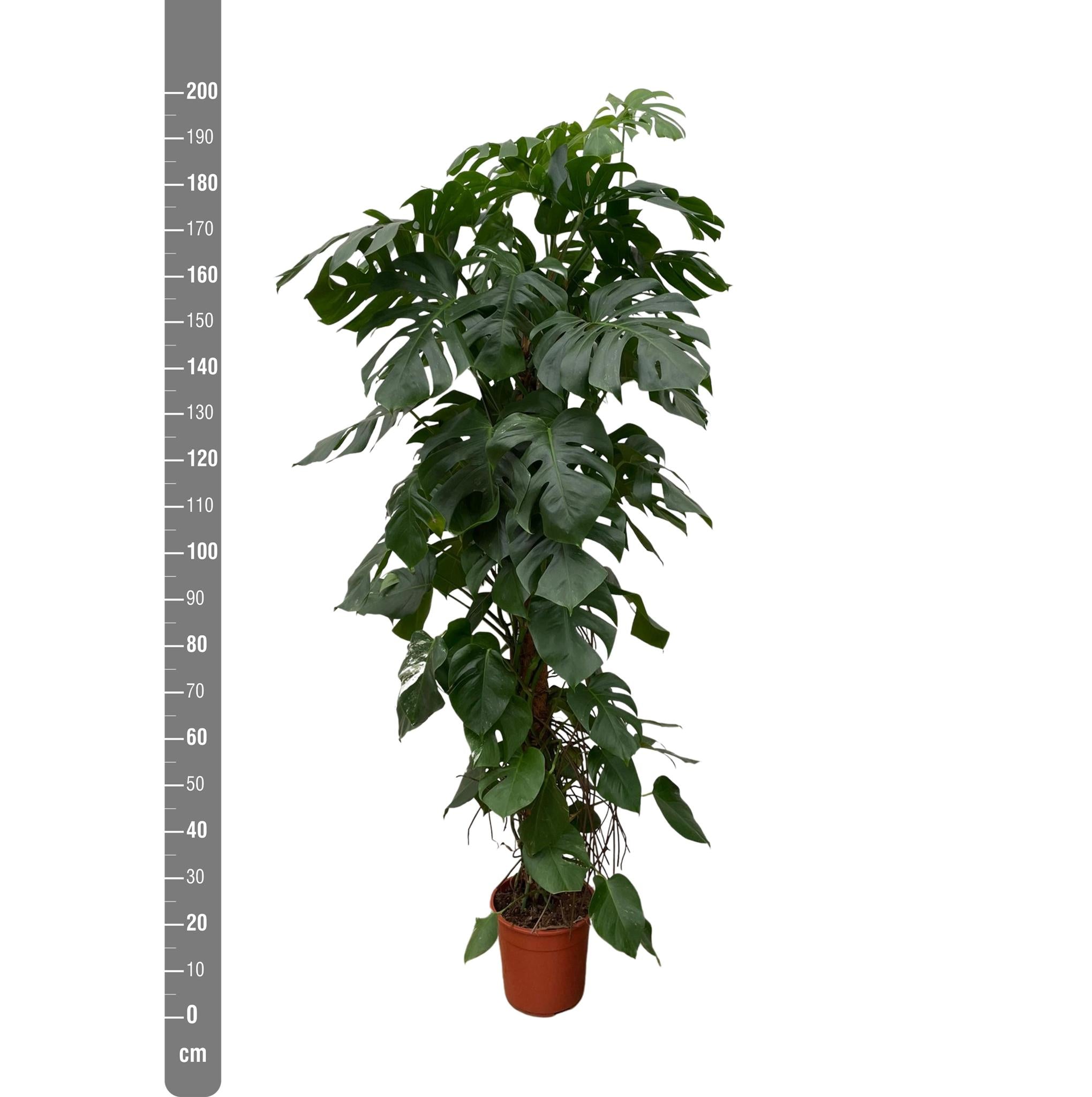 Monstera Deliciosa XXL - 225cm - ⌀40