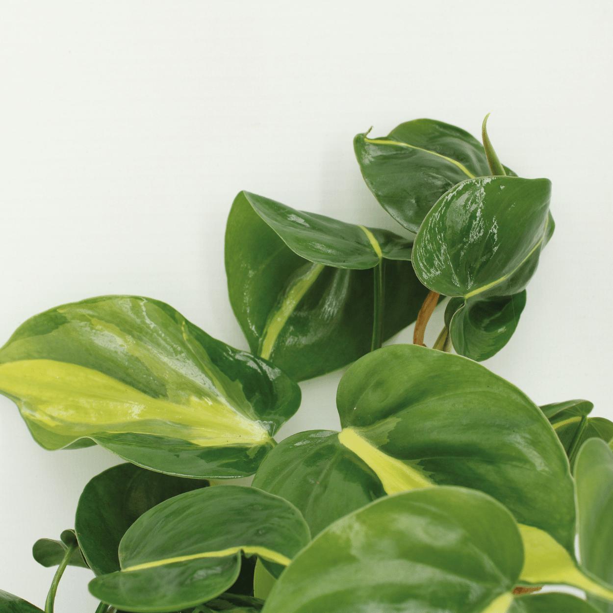 Philodendron Scandens Brasil - 4 stuks - Ø12cm - ↕15cm