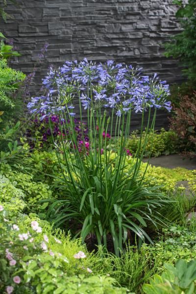 Schmucklilie - Agapanthus - Schmucklilie blaue Blüten